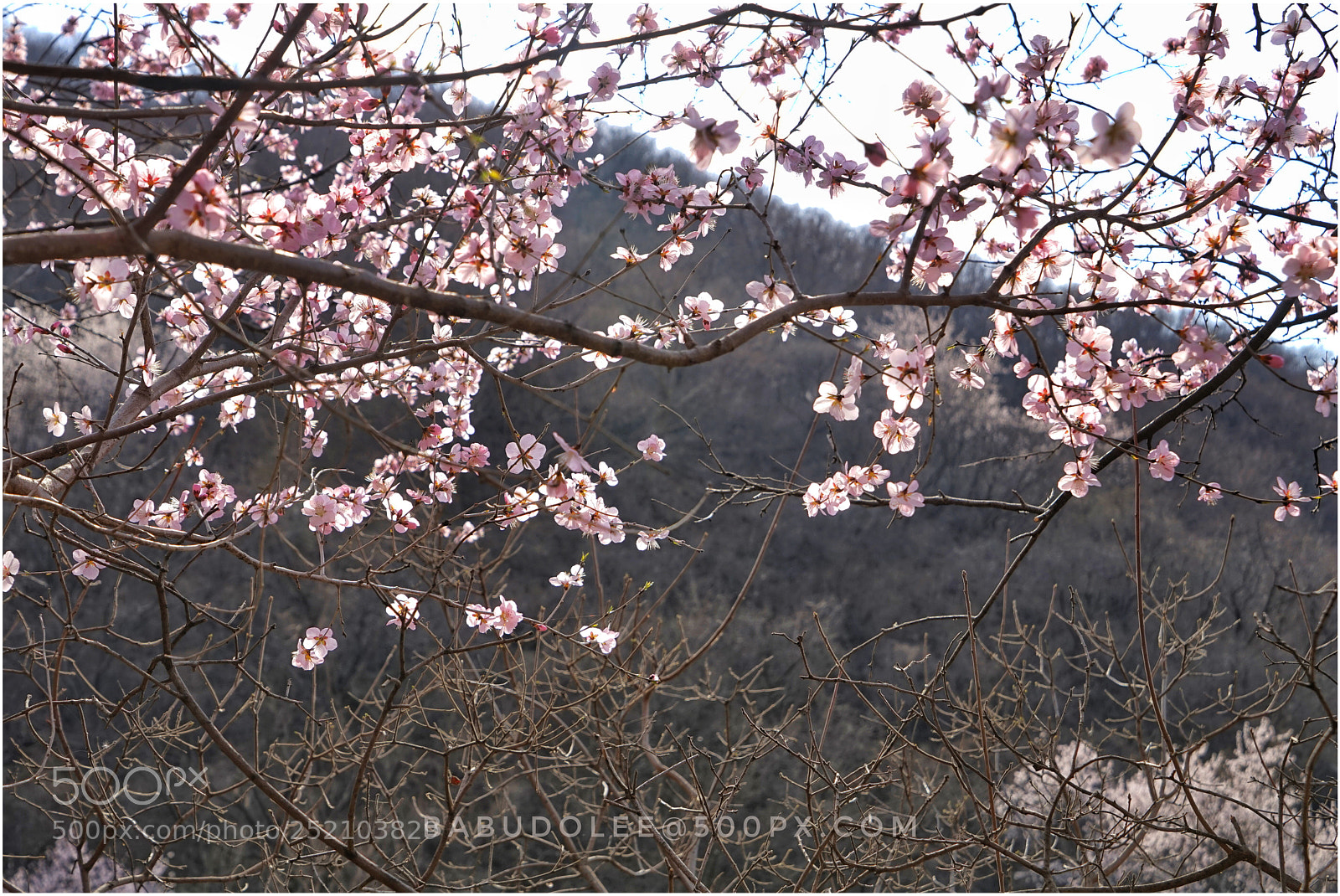 Sony a7 sample photo. Blossom peach photography