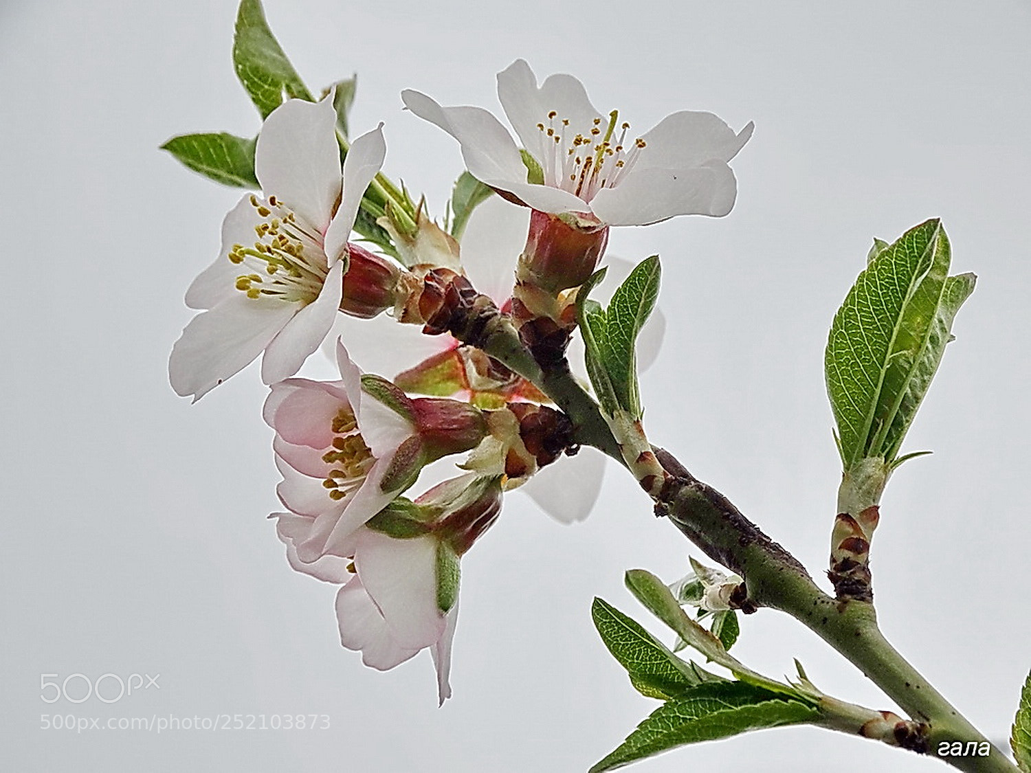 Sony Cyber-shot DSC-HX300 sample photo. Charm photography