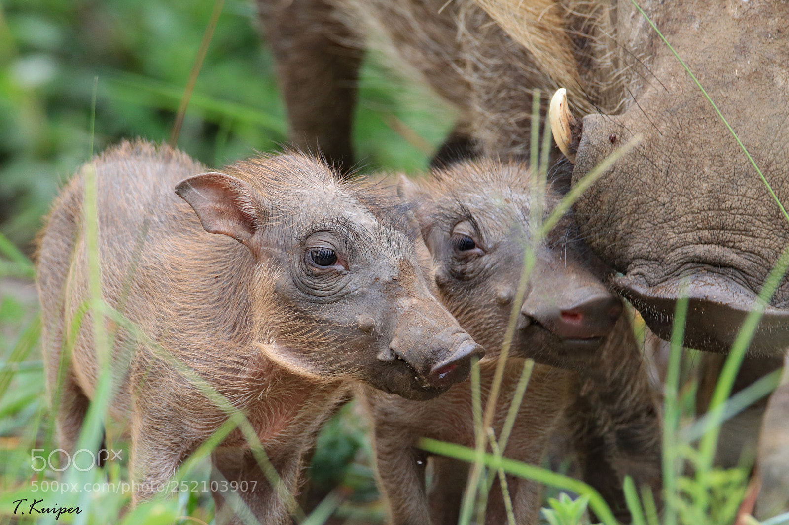 Canon EOS 760D (EOS Rebel T6s / EOS 8000D) sample photo. Warthog piglets photography