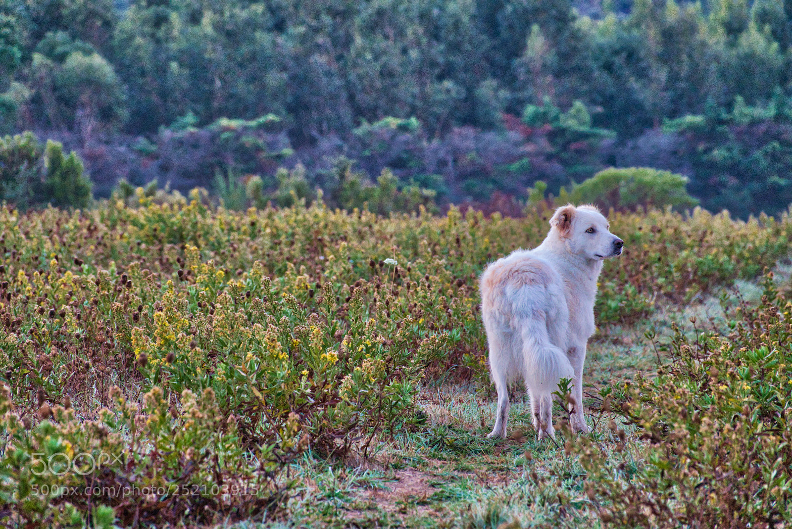 Sony Cyber-shot DSC-RX10 III sample photo. Lost in beauty photography