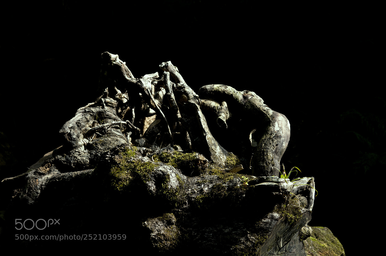 Nikon D300 sample photo. Uprooted photography