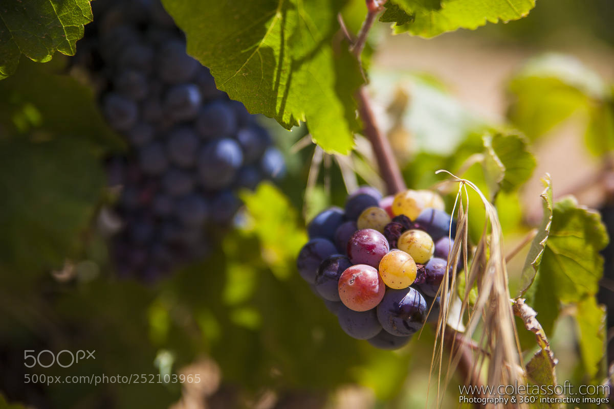 Canon EOS 5D Mark II sample photo. Vid 01 photography