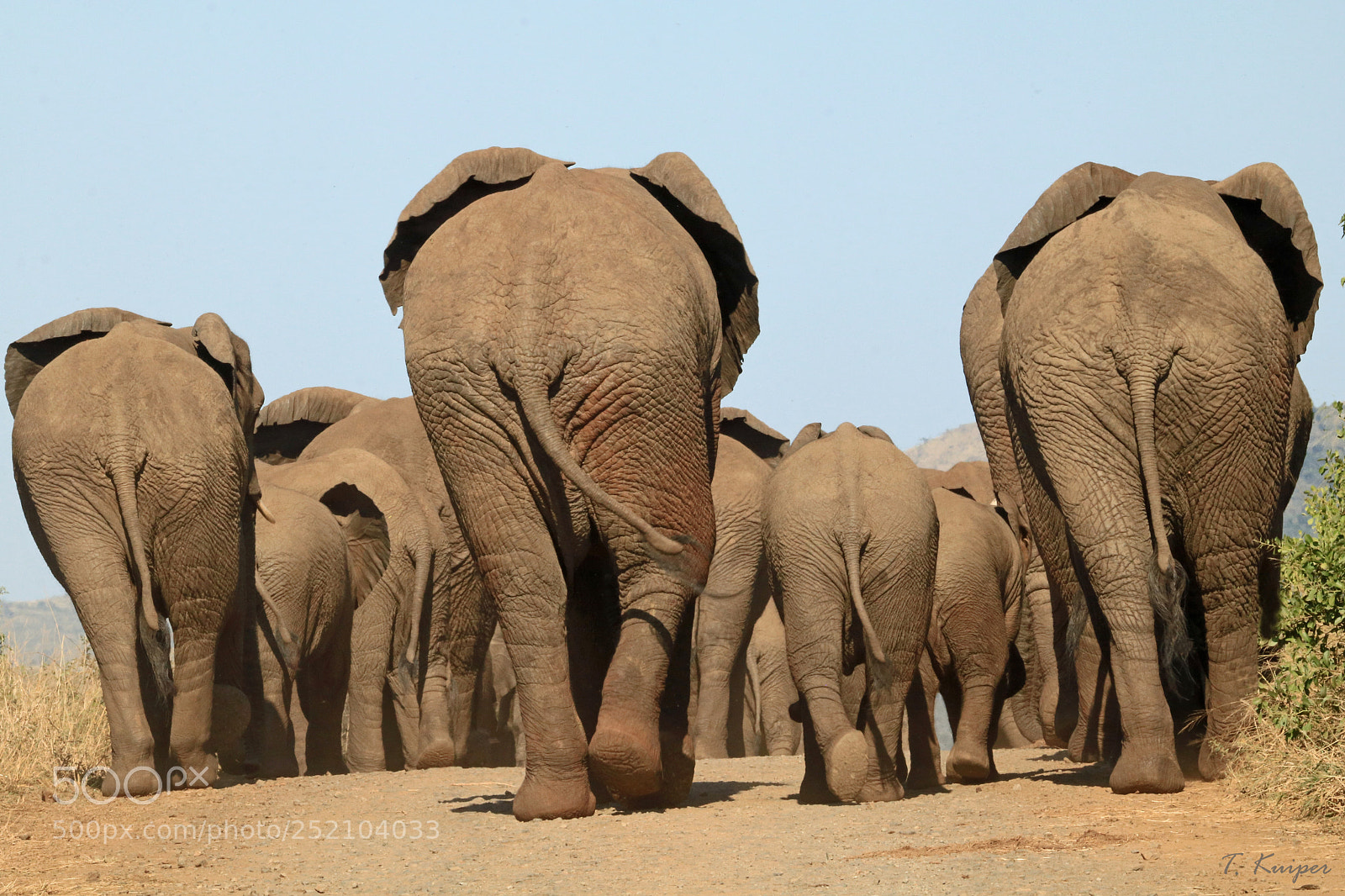 Canon EOS 760D (EOS Rebel T6s / EOS 8000D) sample photo. Elephant family photography