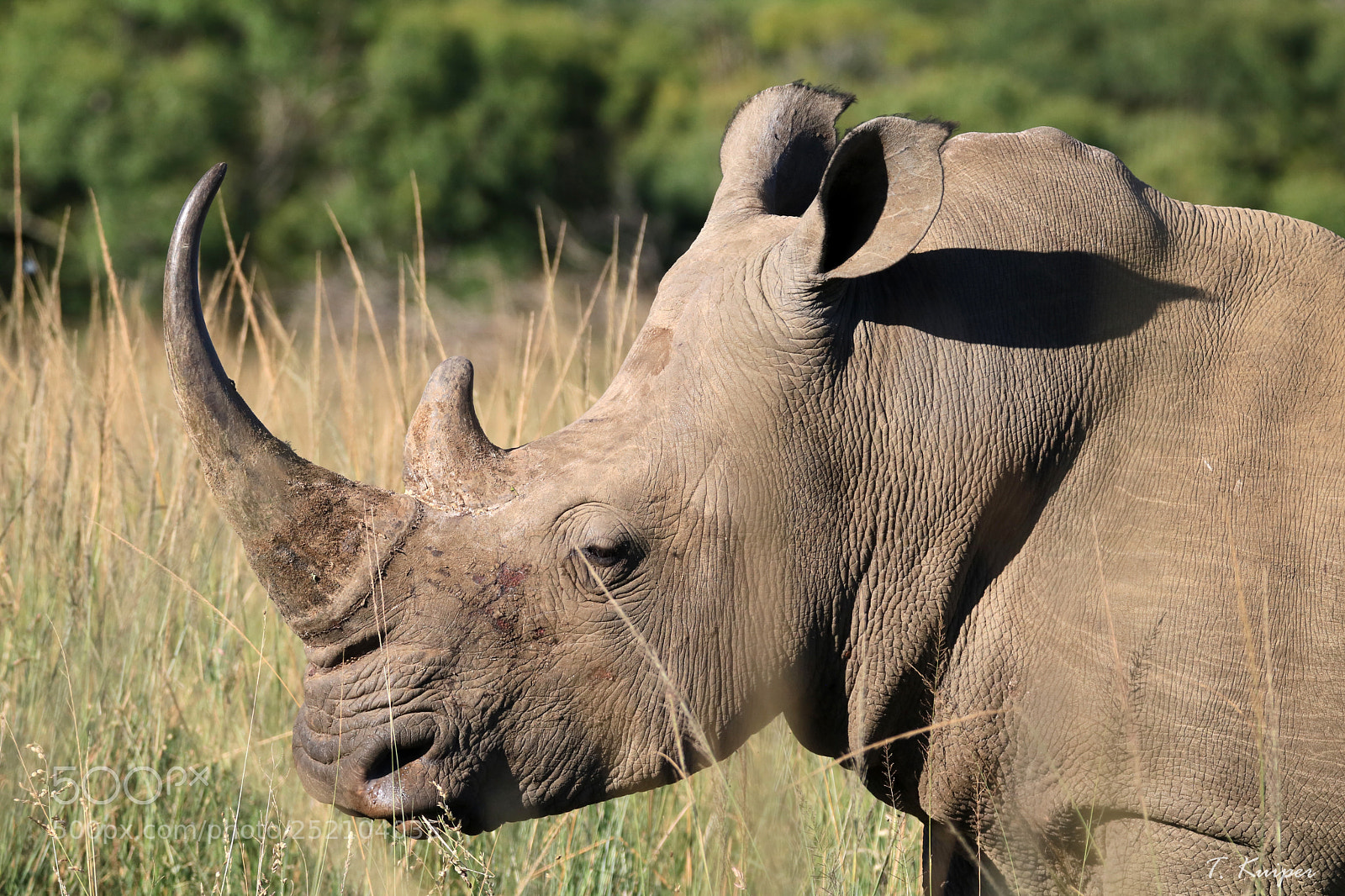 Canon EOS 760D (EOS Rebel T6s / EOS 8000D) sample photo. White rhinoceros photography