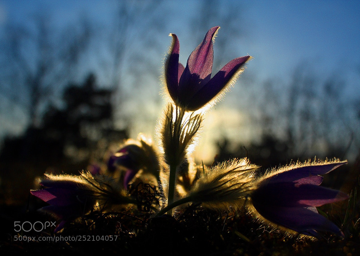 Canon EOS 450D (EOS Rebel XSi / EOS Kiss X2) sample photo. Pulsatilla grandis photography