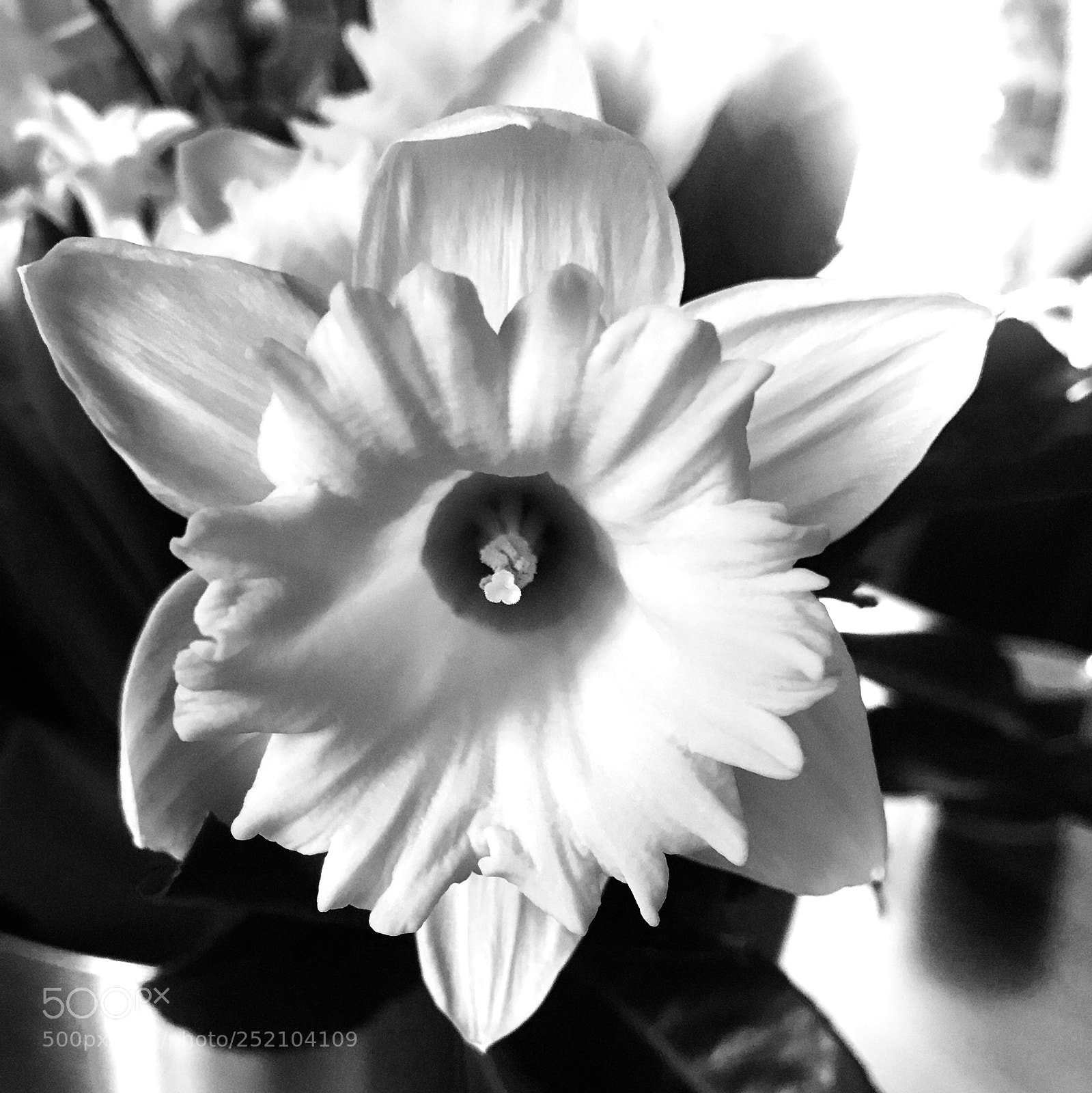 Apple iPhone 7 sample photo. Jonquil photography