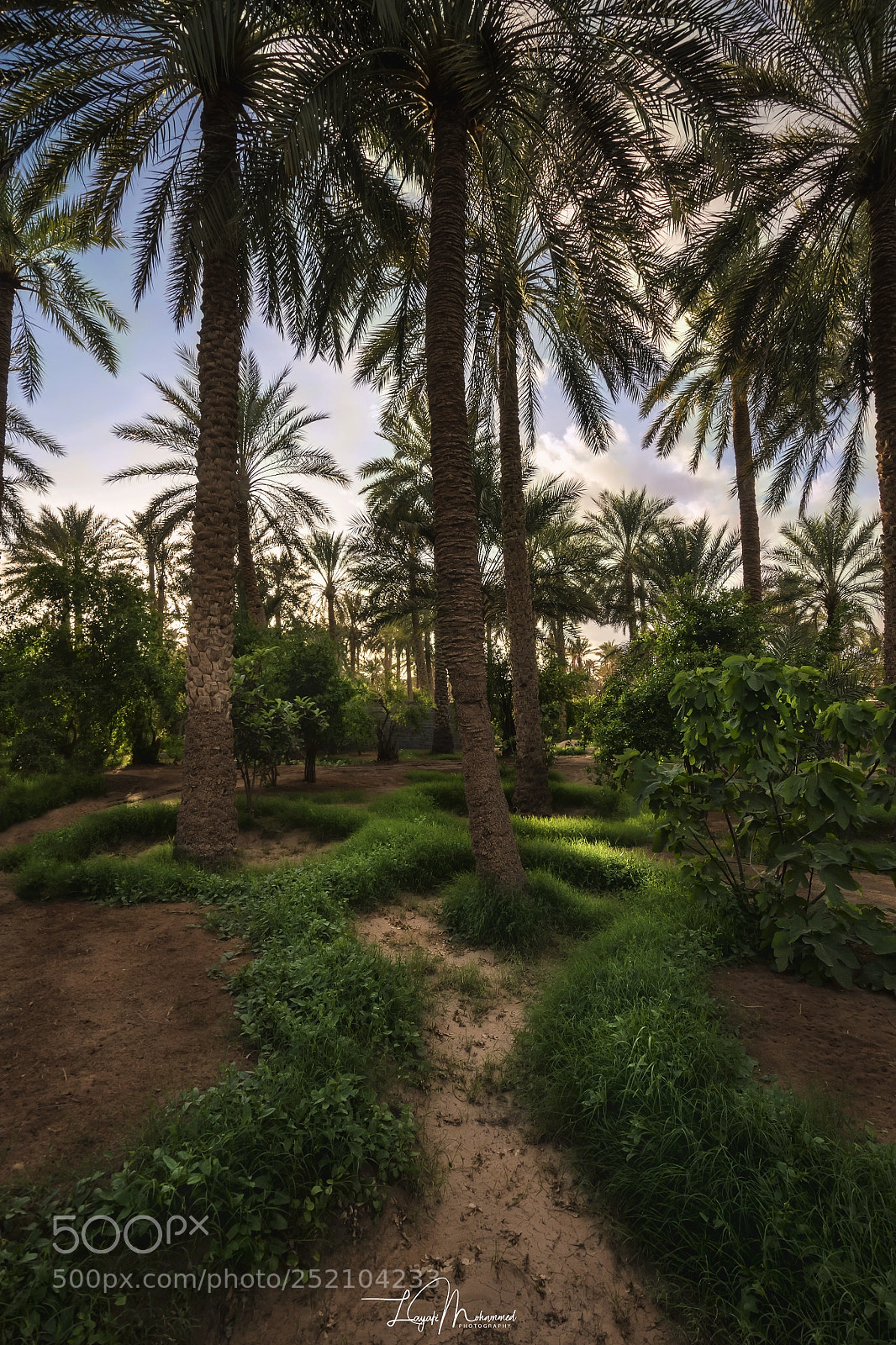 Nikon D5500 sample photo. Oulad djellal photography