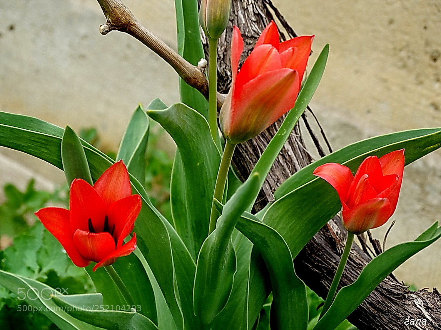 Sony Cyber-shot DSC-HX300 sample photo. Tenderness photography