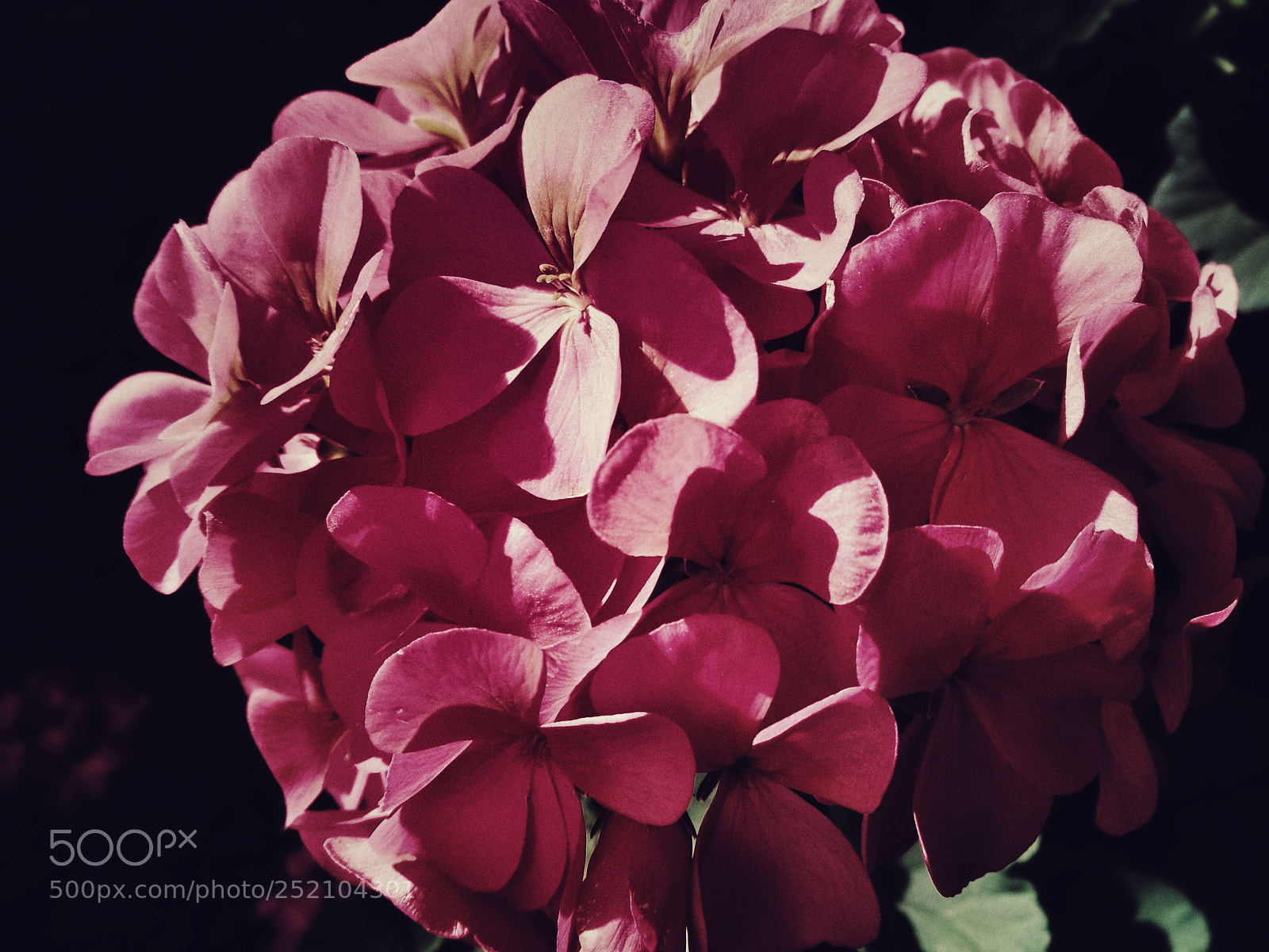 HUAWEI P9 sample photo. Somewhere flowers photography