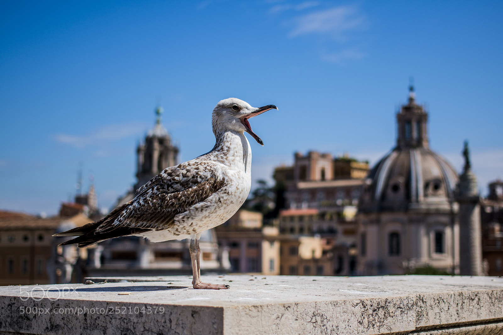 Canon EOS 70D sample photo. Roman seagull photography