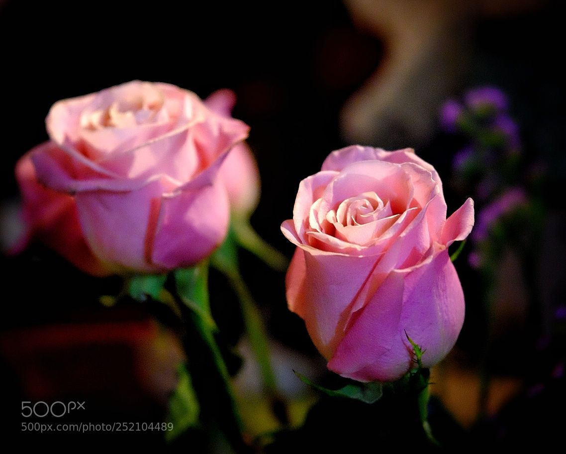 Fujifilm X-T10 sample photo. Pink petals photography