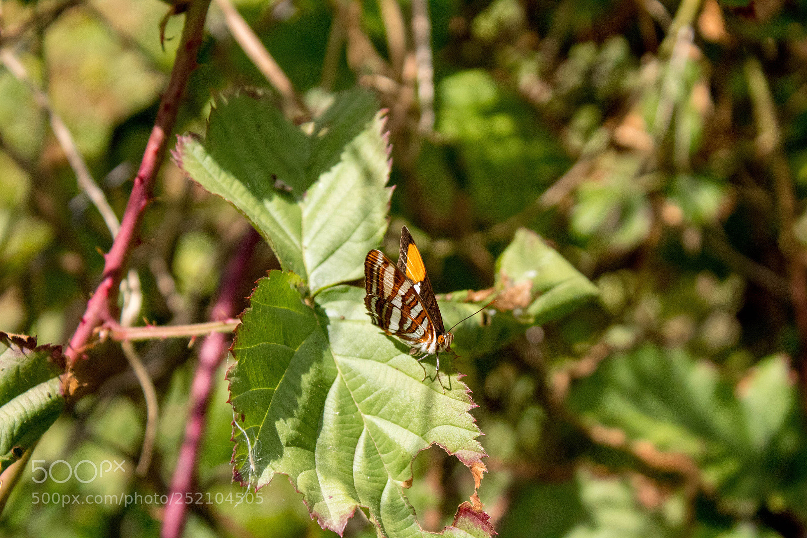 Canon EOS 1300D (EOS Rebel T6 / EOS Kiss X80) sample photo. Mariposa oto al autumn photography
