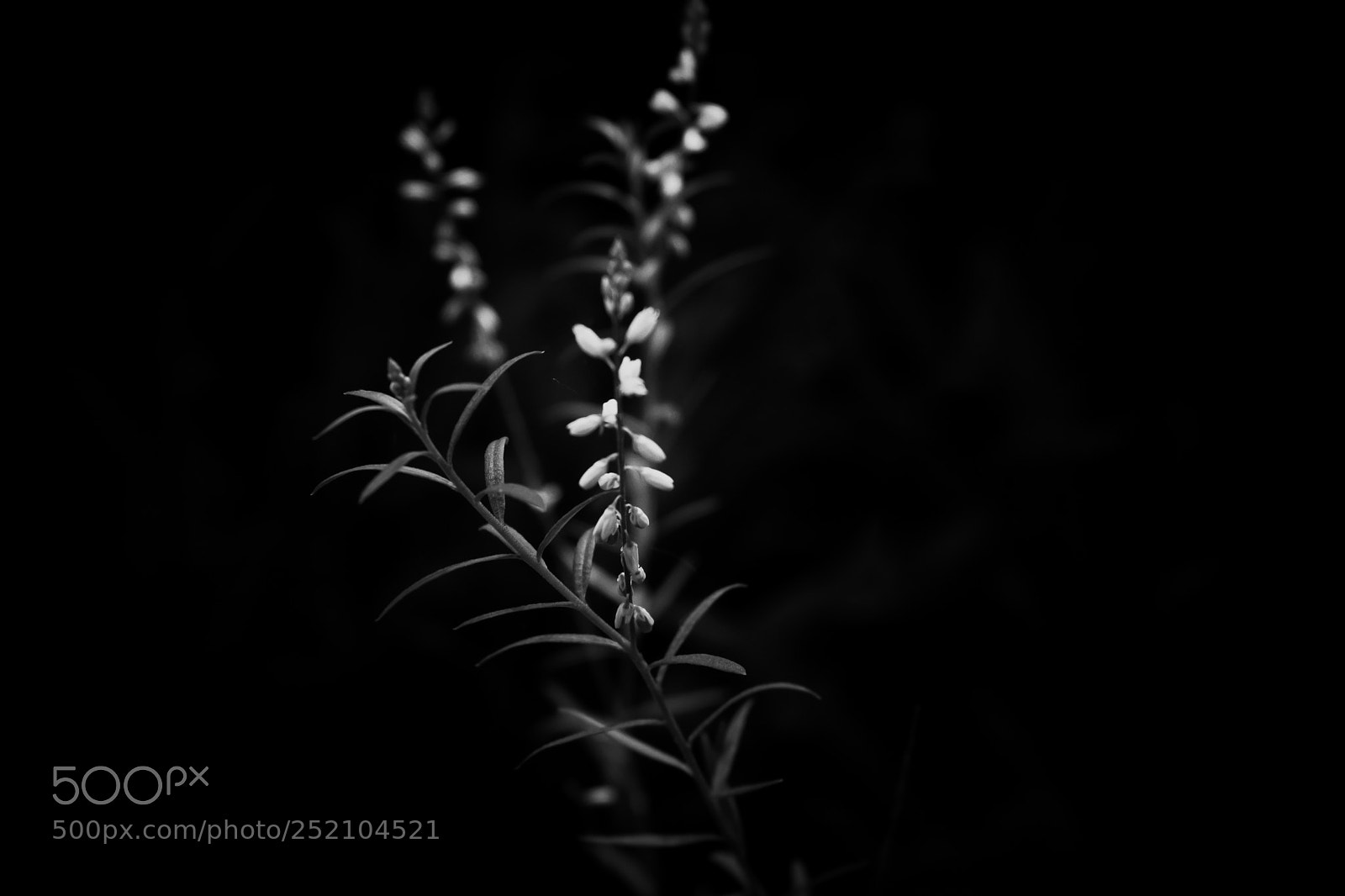 Sony a6000 sample photo. Wild flower photography