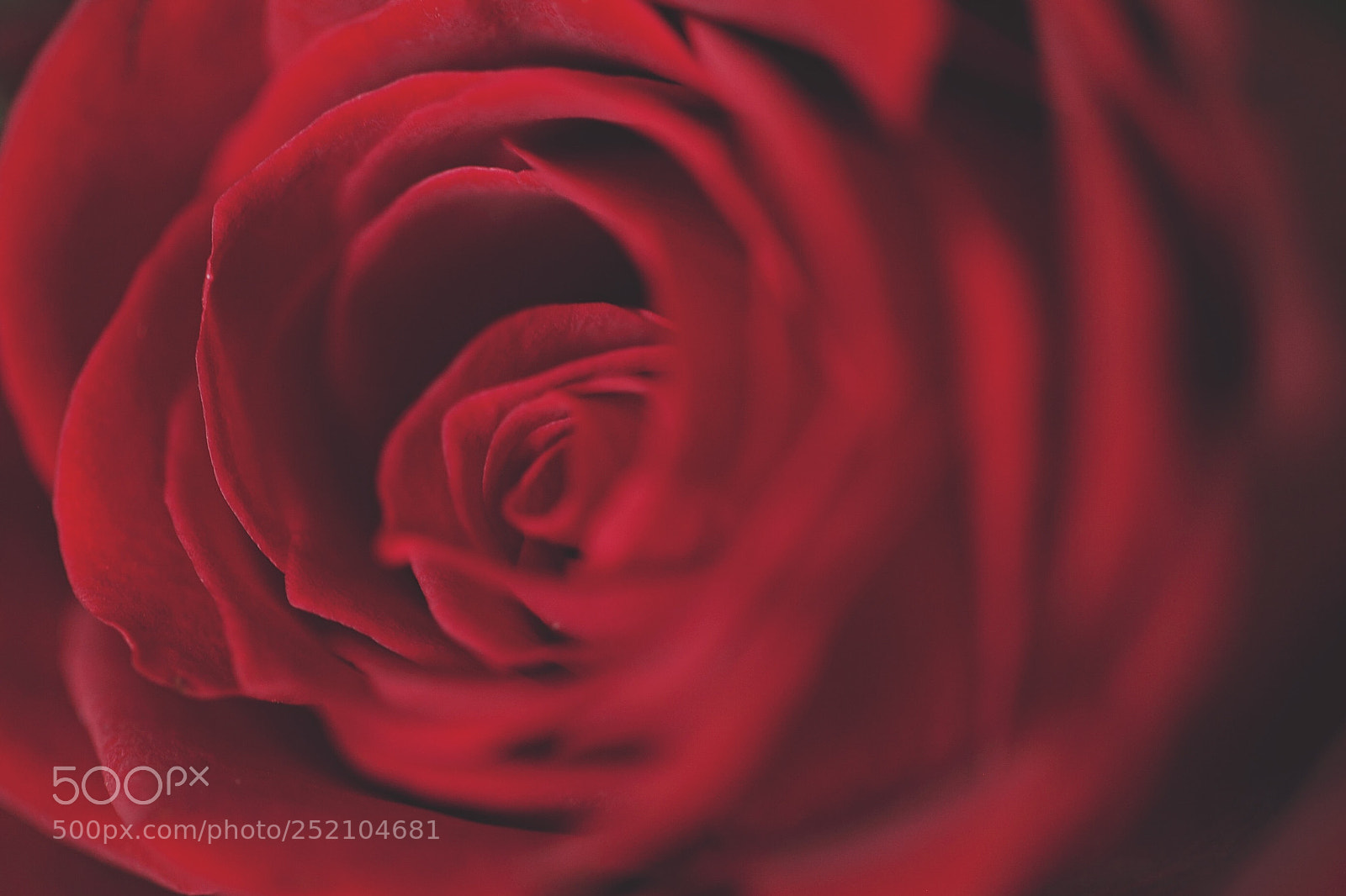 Canon EOS 5D Mark II sample photo. Roses are red  photography