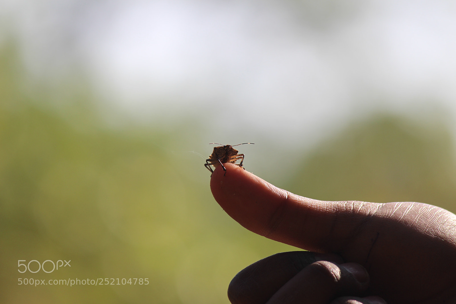 Canon EF-S 55-250mm F4-5.6 IS II sample photo. Untitled photography