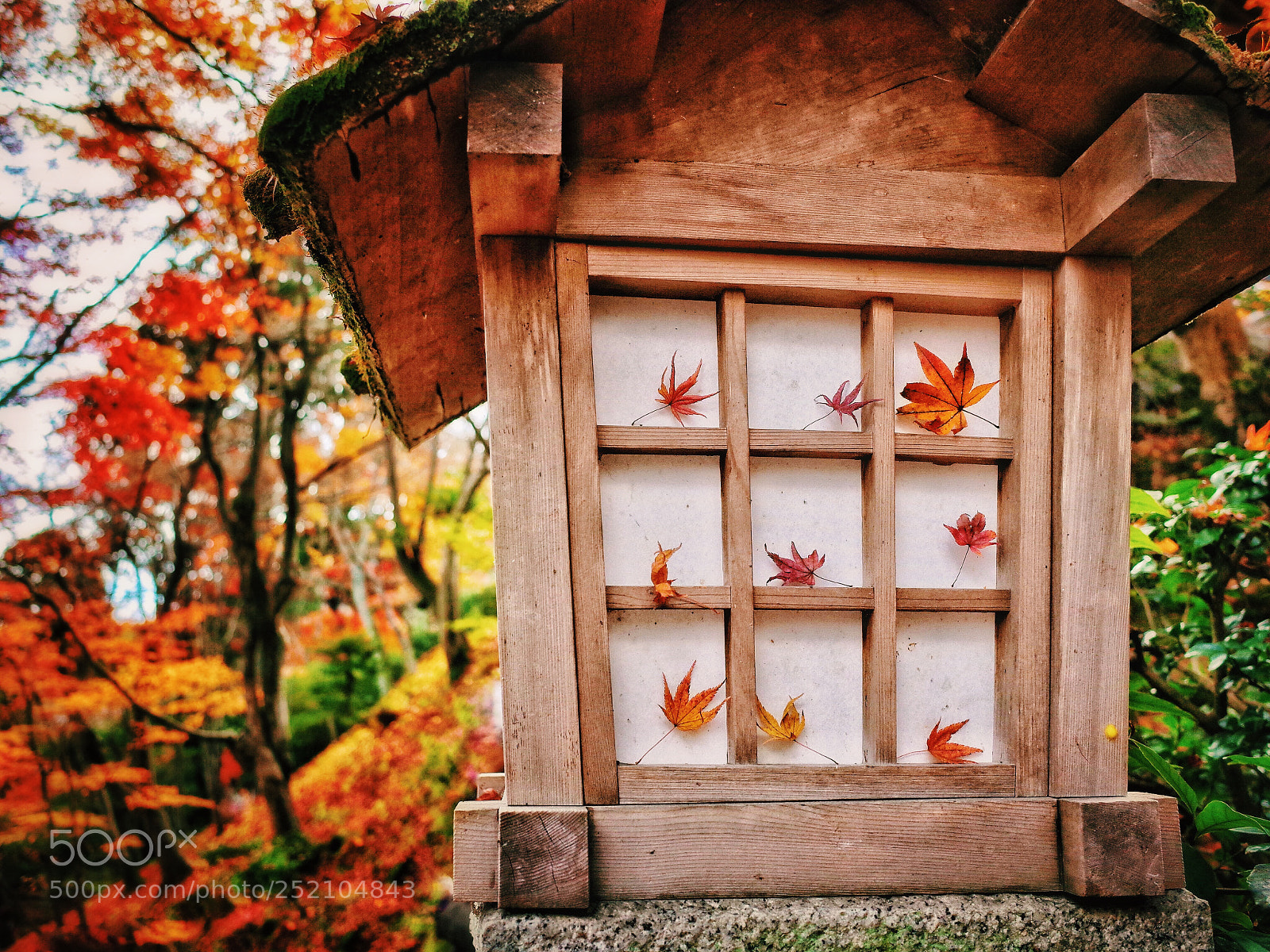Ricoh GR II sample photo. Natural maple leaf display photography