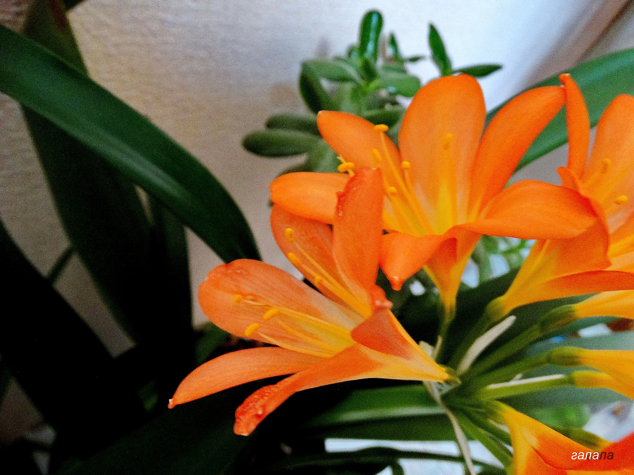 Minolta AF 80-200mm F2.8 HS-APO G sample photo. Charm photography