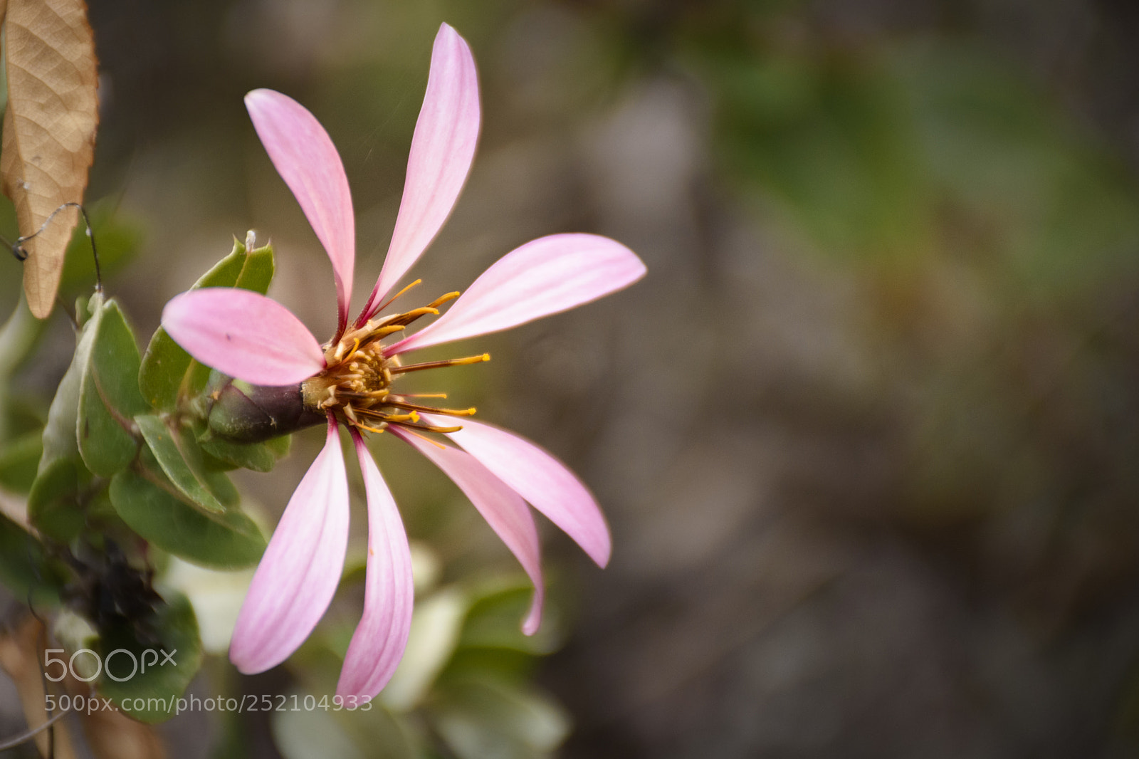 Nikon D7200 sample photo. Mutisia photography