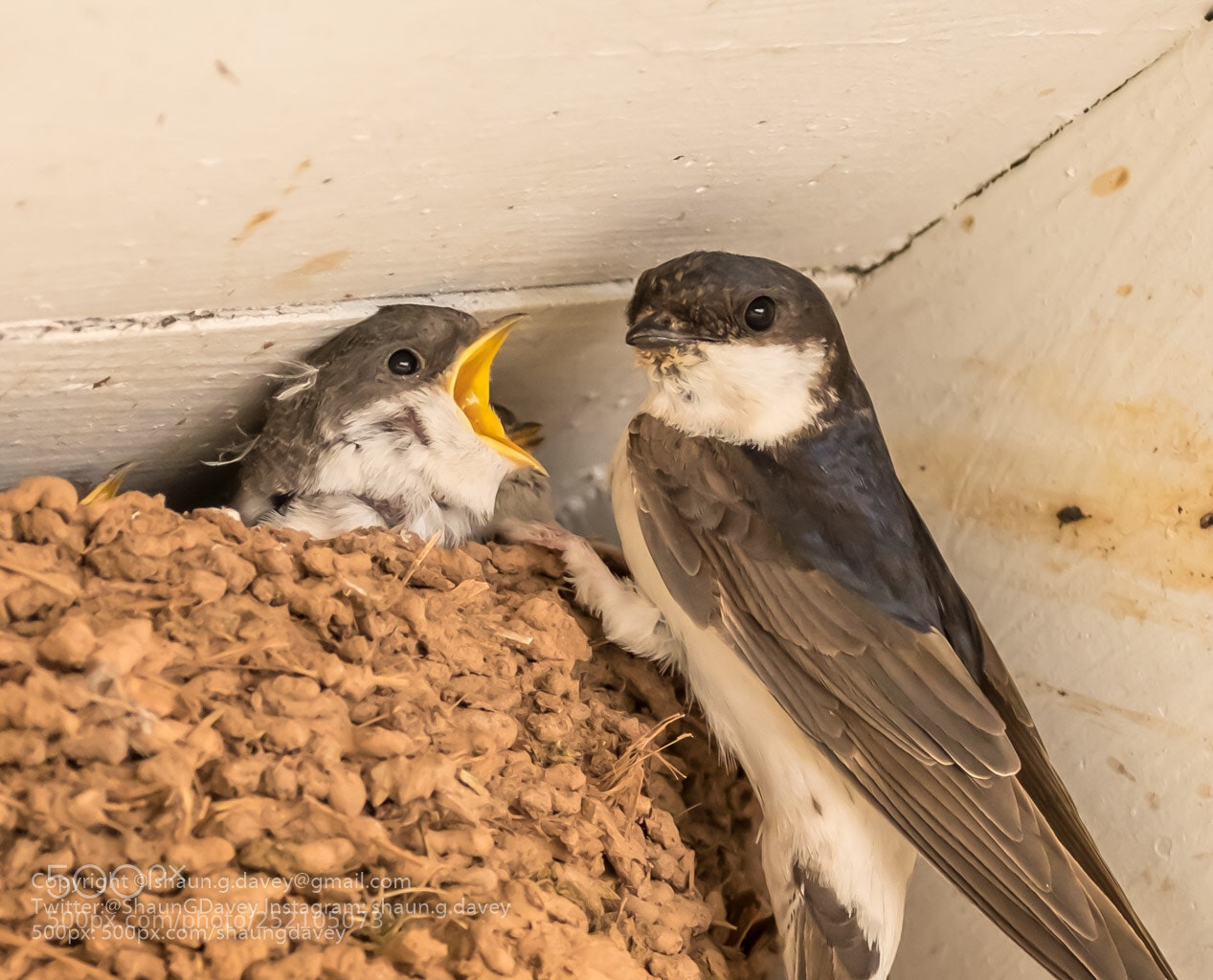 Fujifilm X-T2 sample photo. House martin feeding young photography