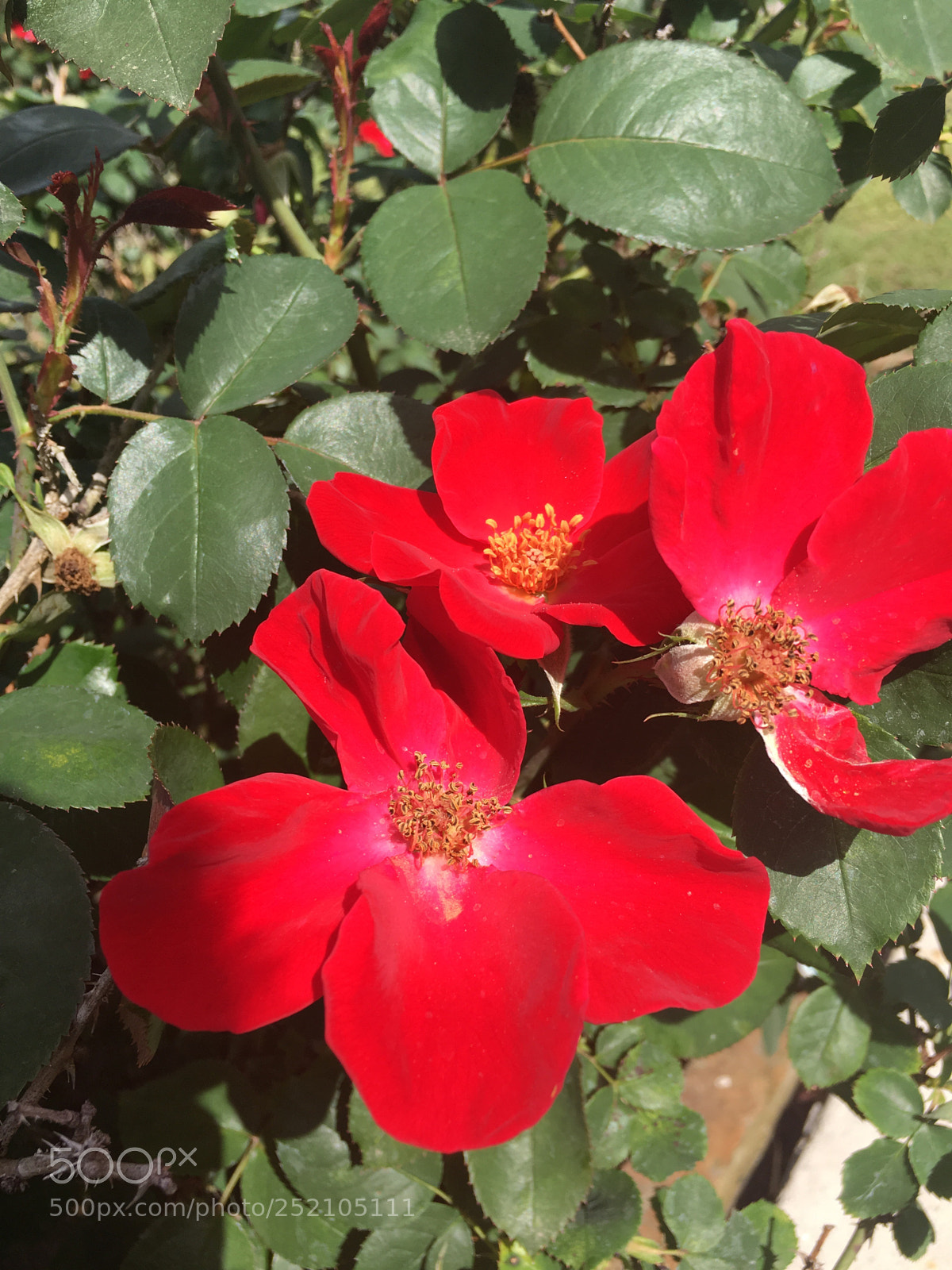 Apple iPhone 6s sample photo. Untitled photography