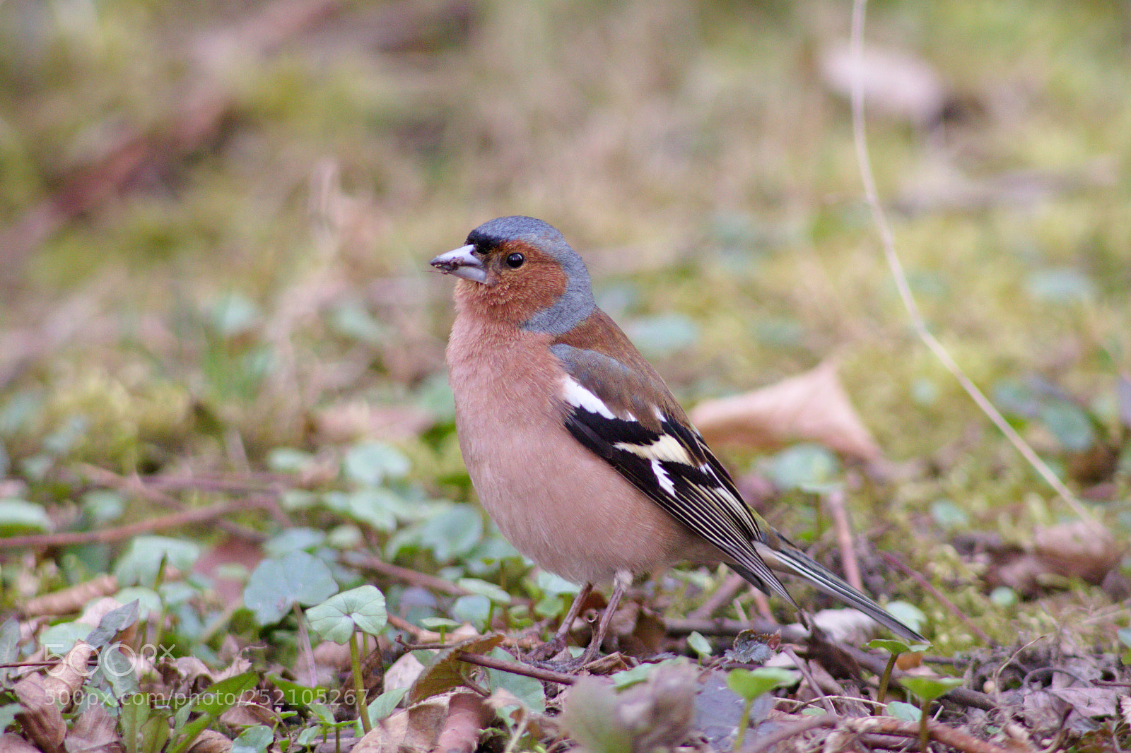 Canon EOS 60D sample photo. Fringilla coelebs photography