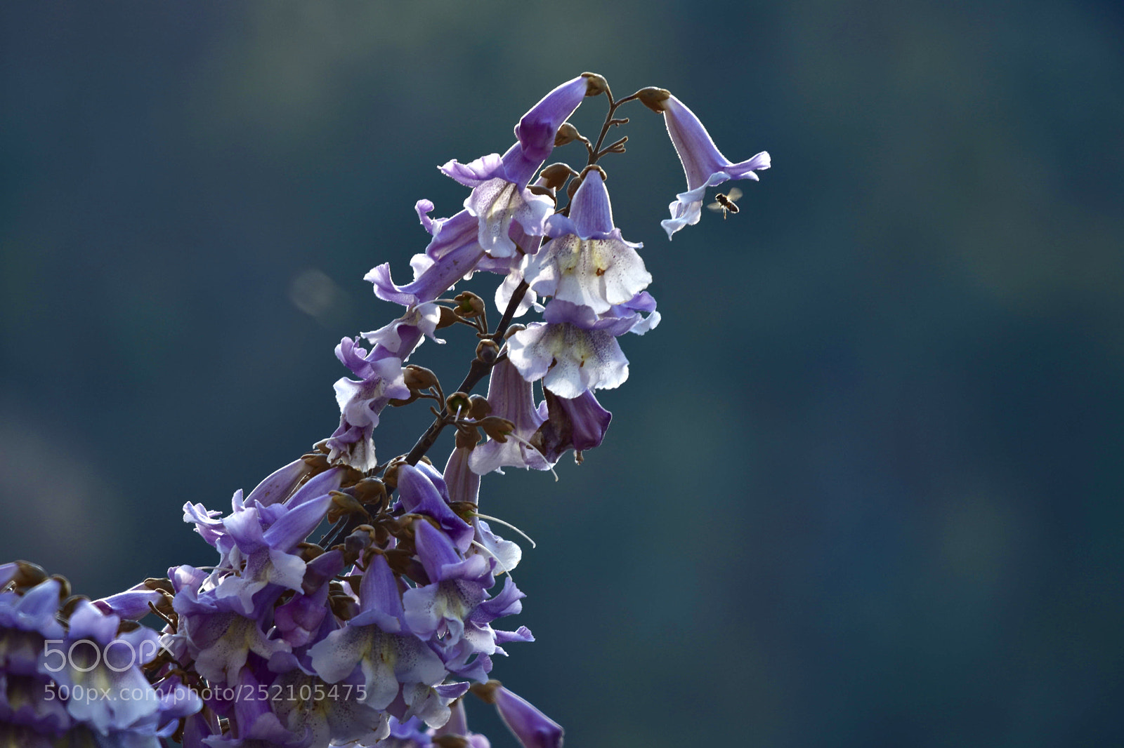 Nikon D7200 sample photo. Flower photography