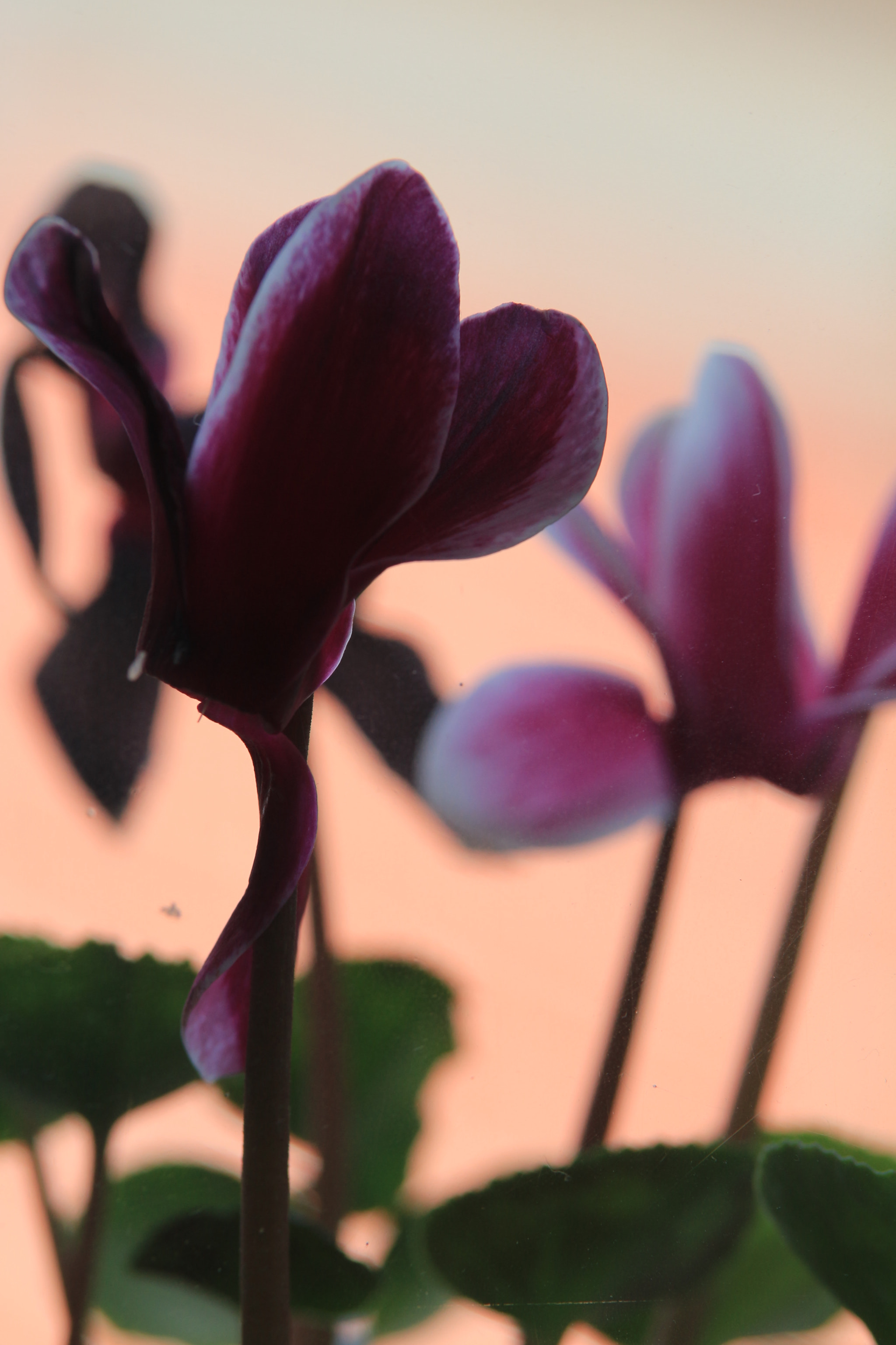 Canon EOS 700D (EOS Rebel T5i / EOS Kiss X7i) sample photo. Img photography