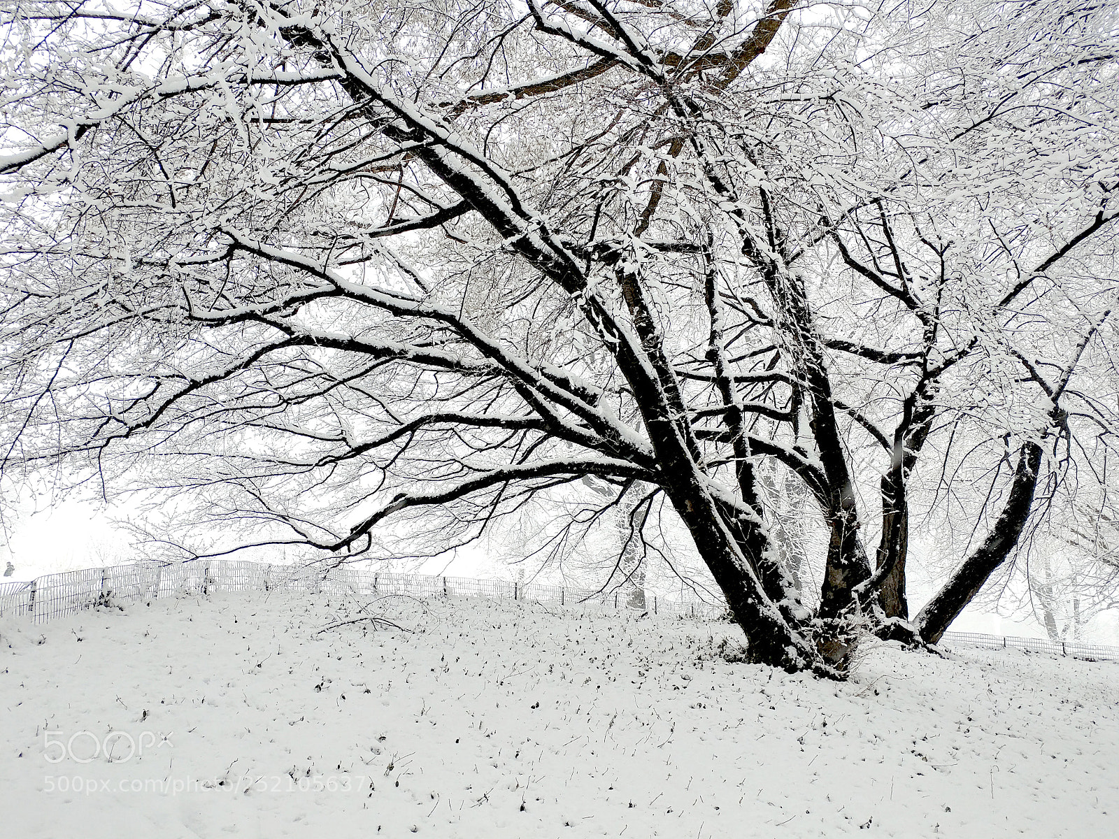 LG V20 sample photo. Central park in white photography