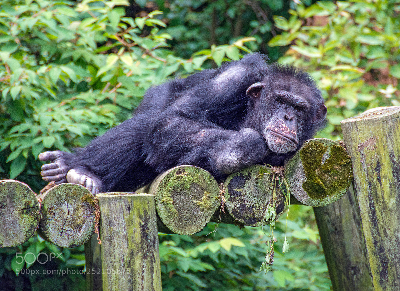 Nikon D7200 sample photo. Grumpy chimpanzee photography
