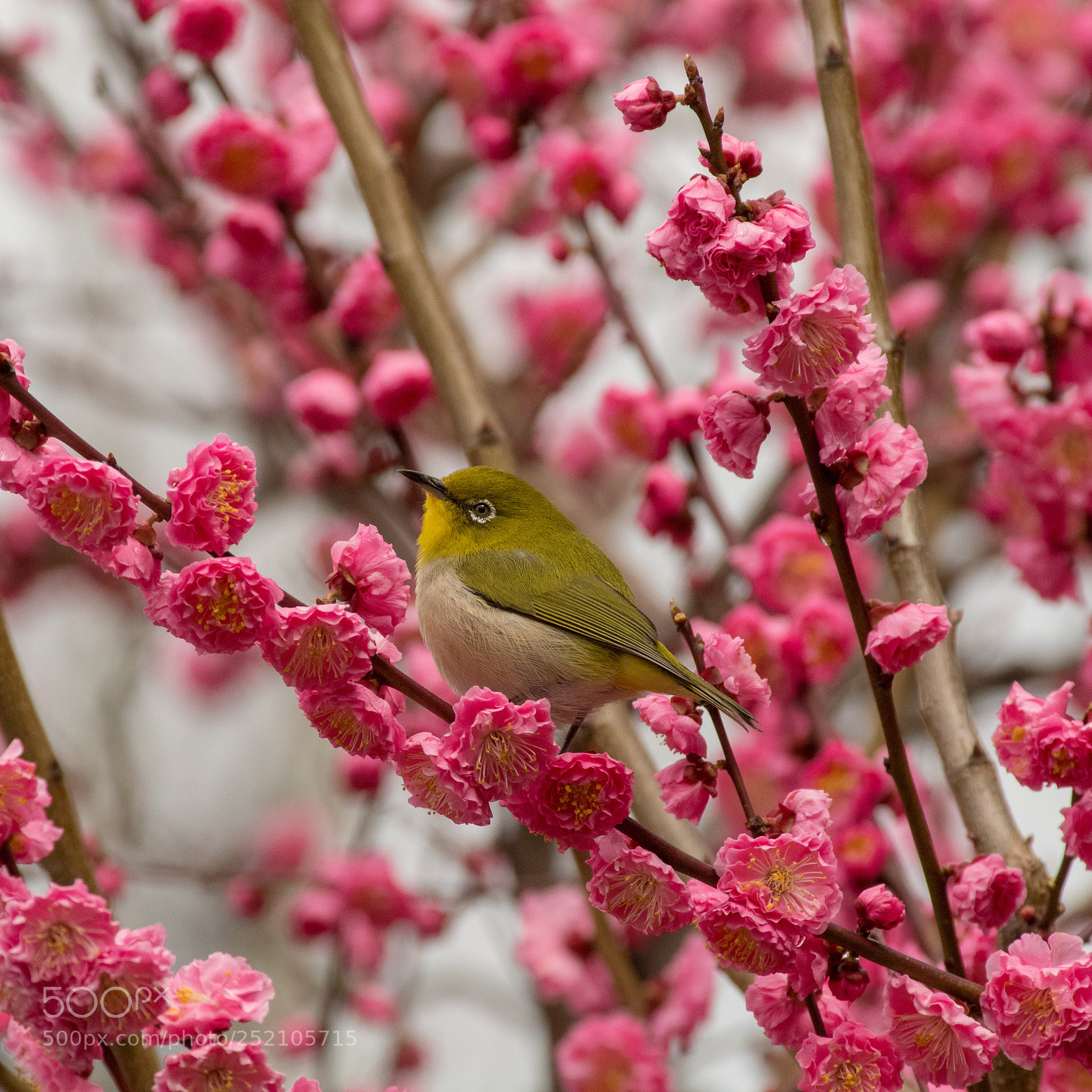 Pentax K-S2 sample photo. Japanese white eye in photography