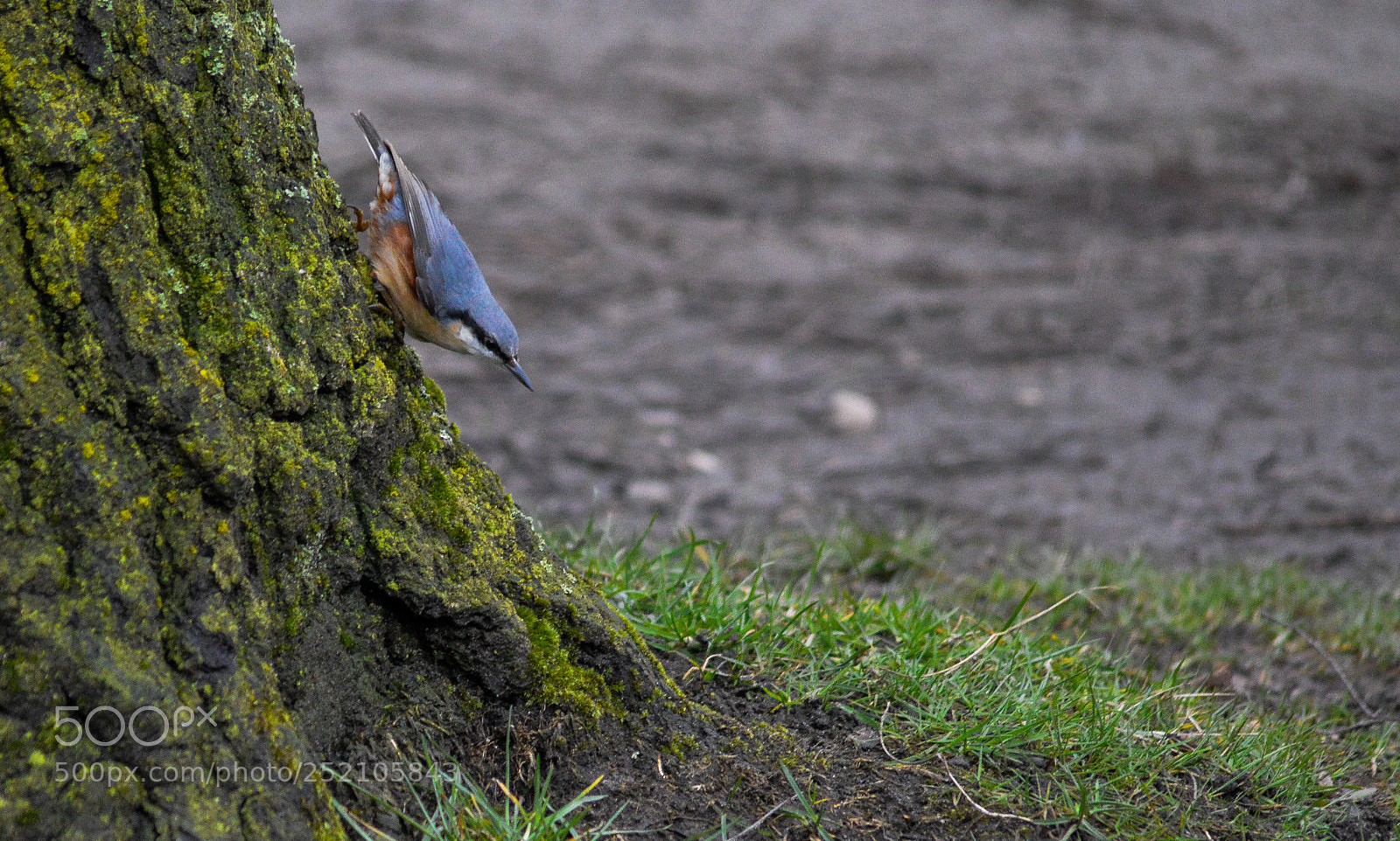 Nikon D3200 sample photo. Nuthatch cannock chase photography