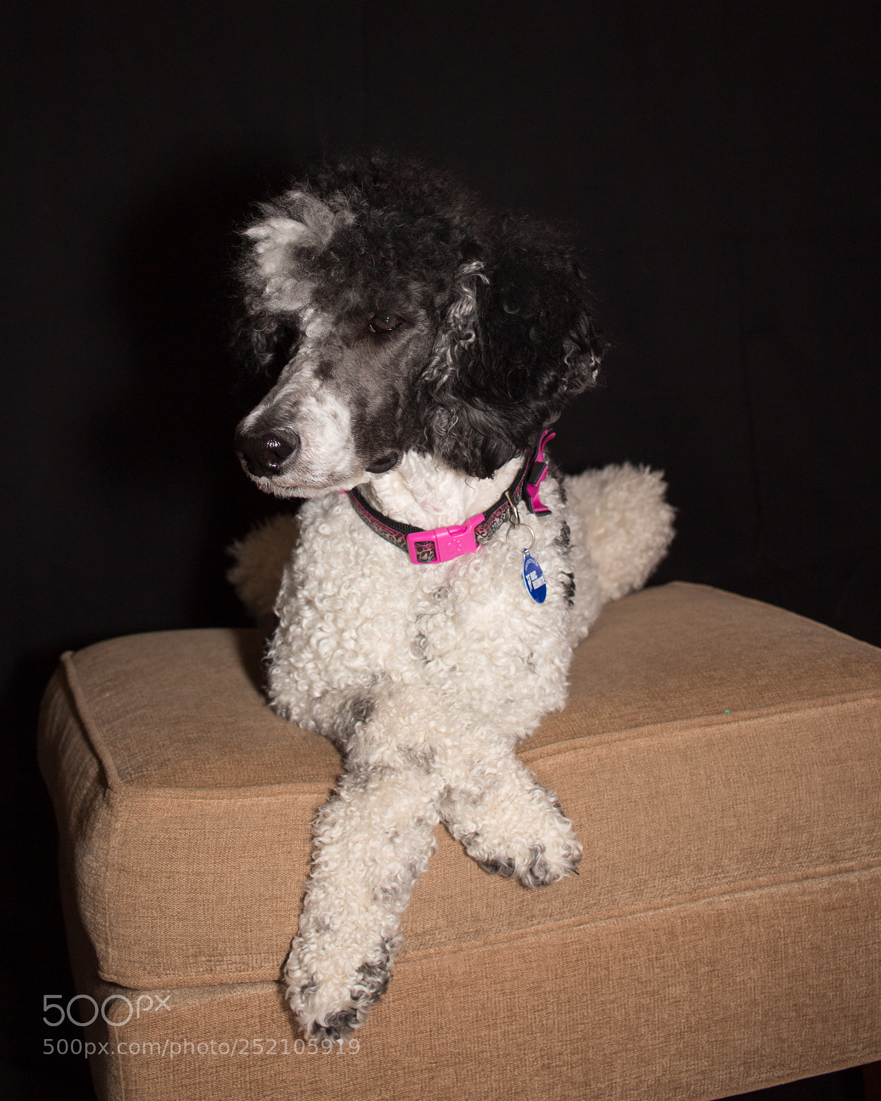 Canon EOS 1300D (EOS Rebel T6 / EOS Kiss X80) sample photo. Miss maggie photography