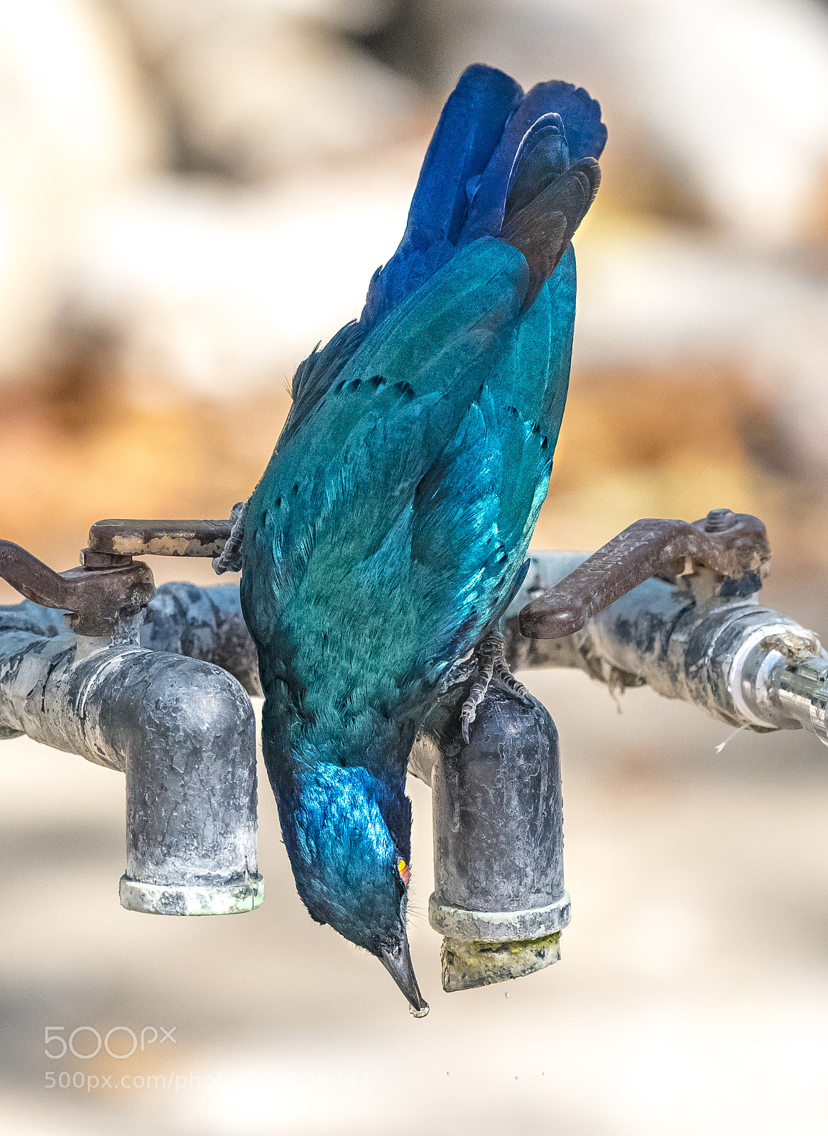 Nikon D810 sample photo. Checking the plumbing photography