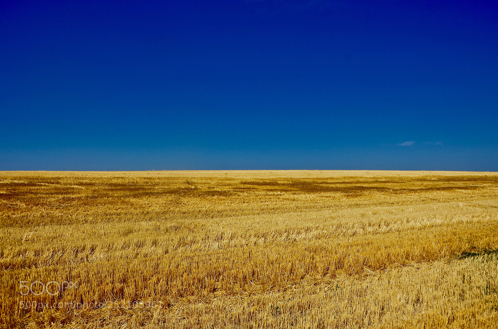 Nikon D7000 sample photo. Harvest in the blue photography