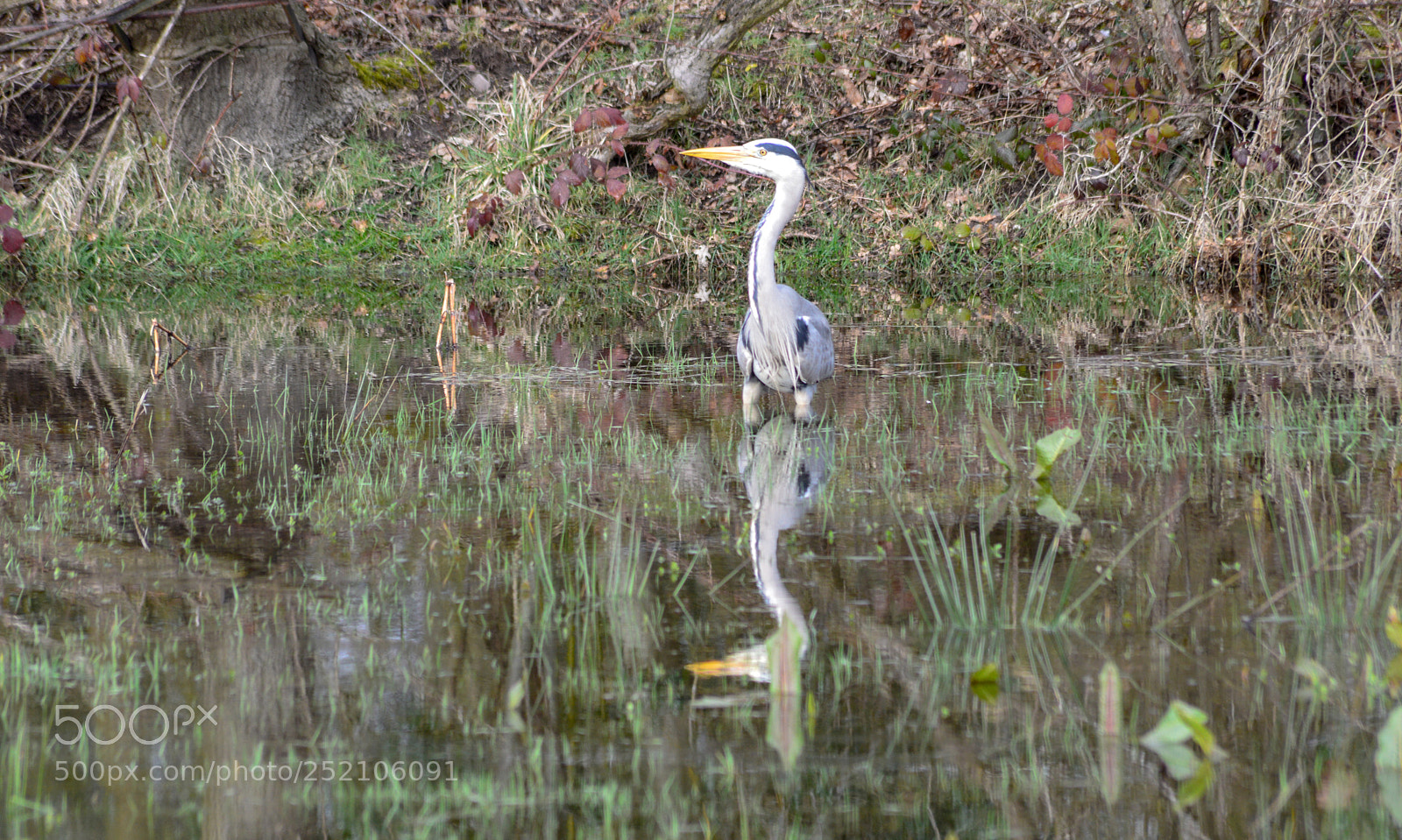 Nikon D3200 sample photo. Grey heron middleton photography