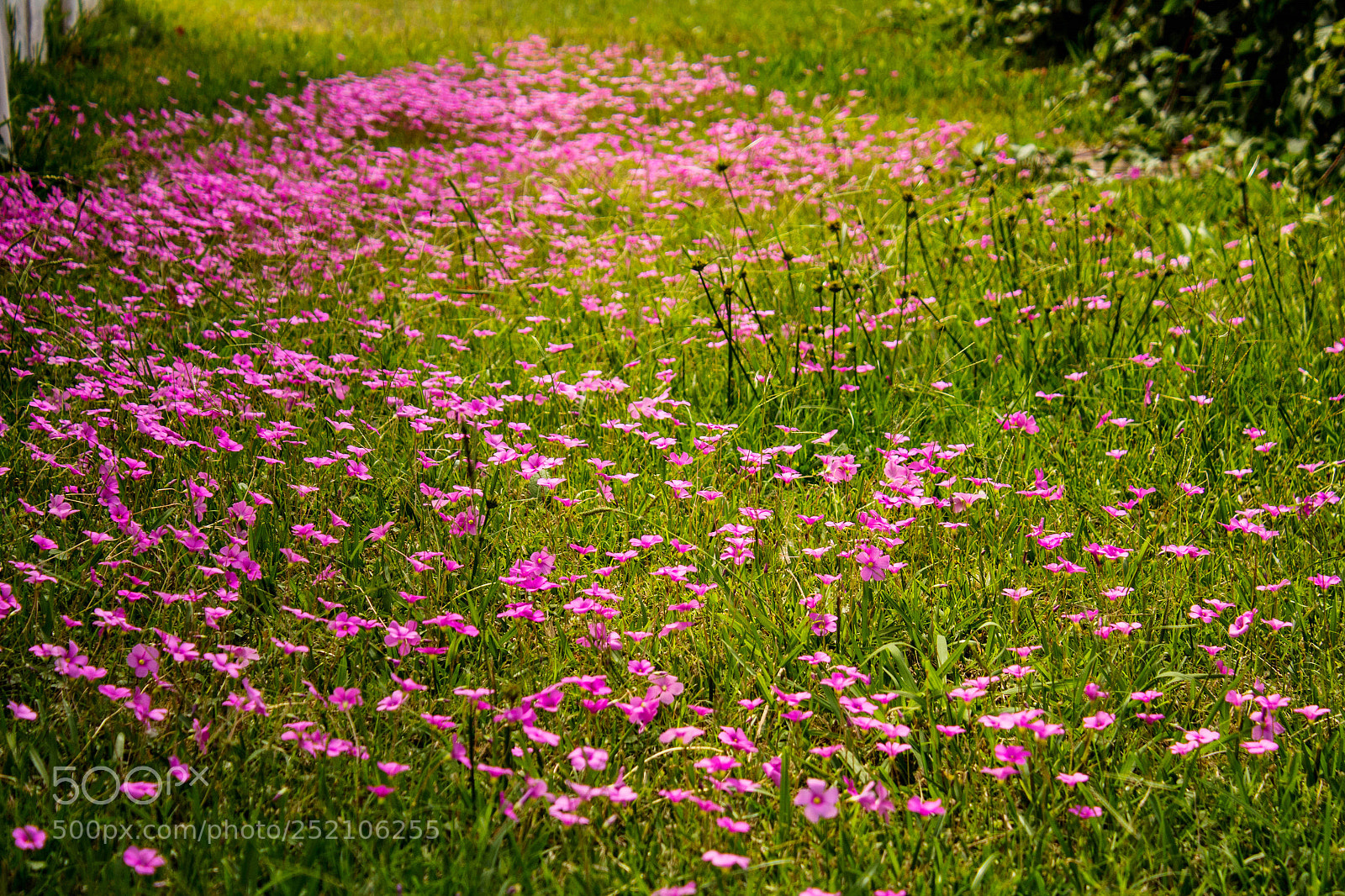Canon EOS 1300D (EOS Rebel T6 / EOS Kiss X80) sample photo. Camino floral / floral path photography