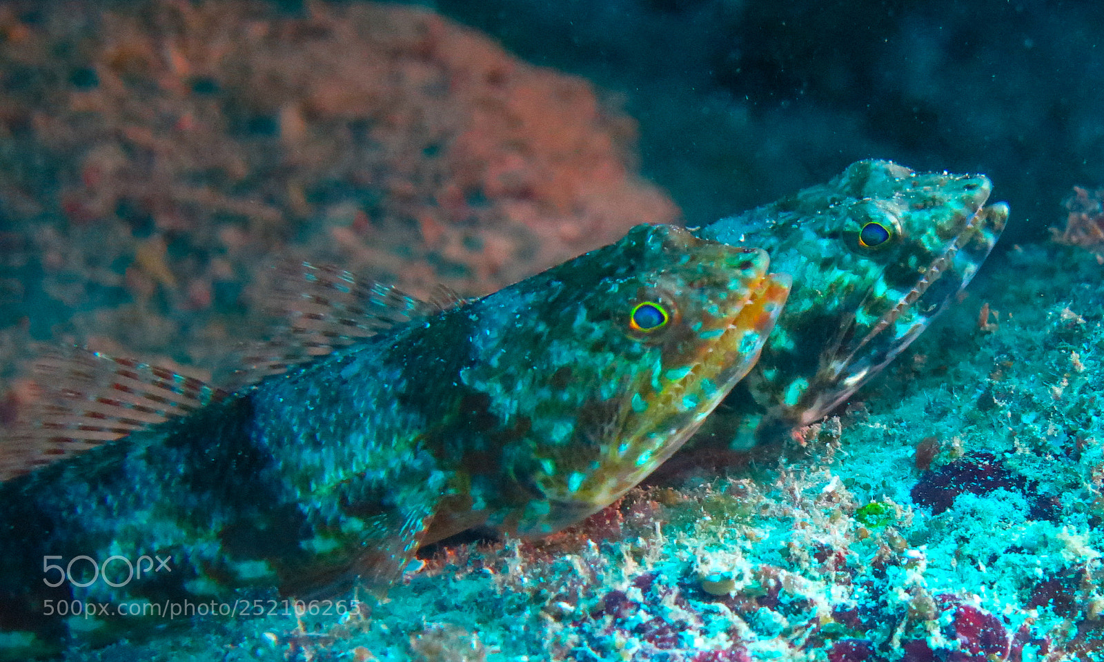 Canon PowerShot G16 sample photo. Pair of variegated lizardfish photography
