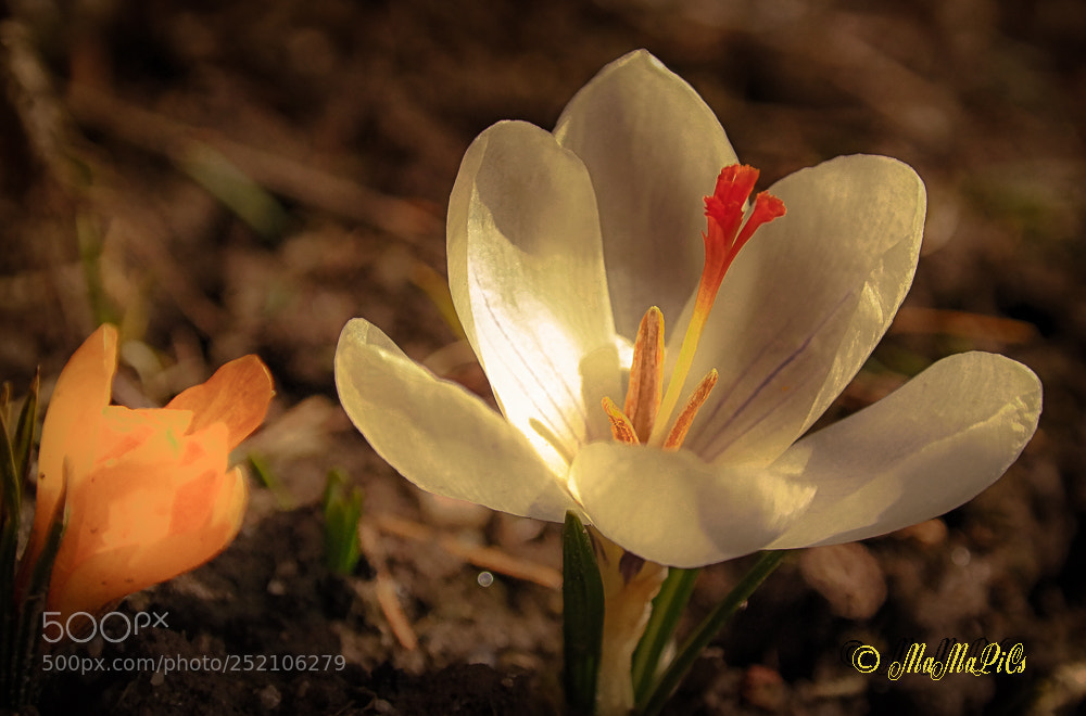 Samsung NX300 sample photo. Springtime photography