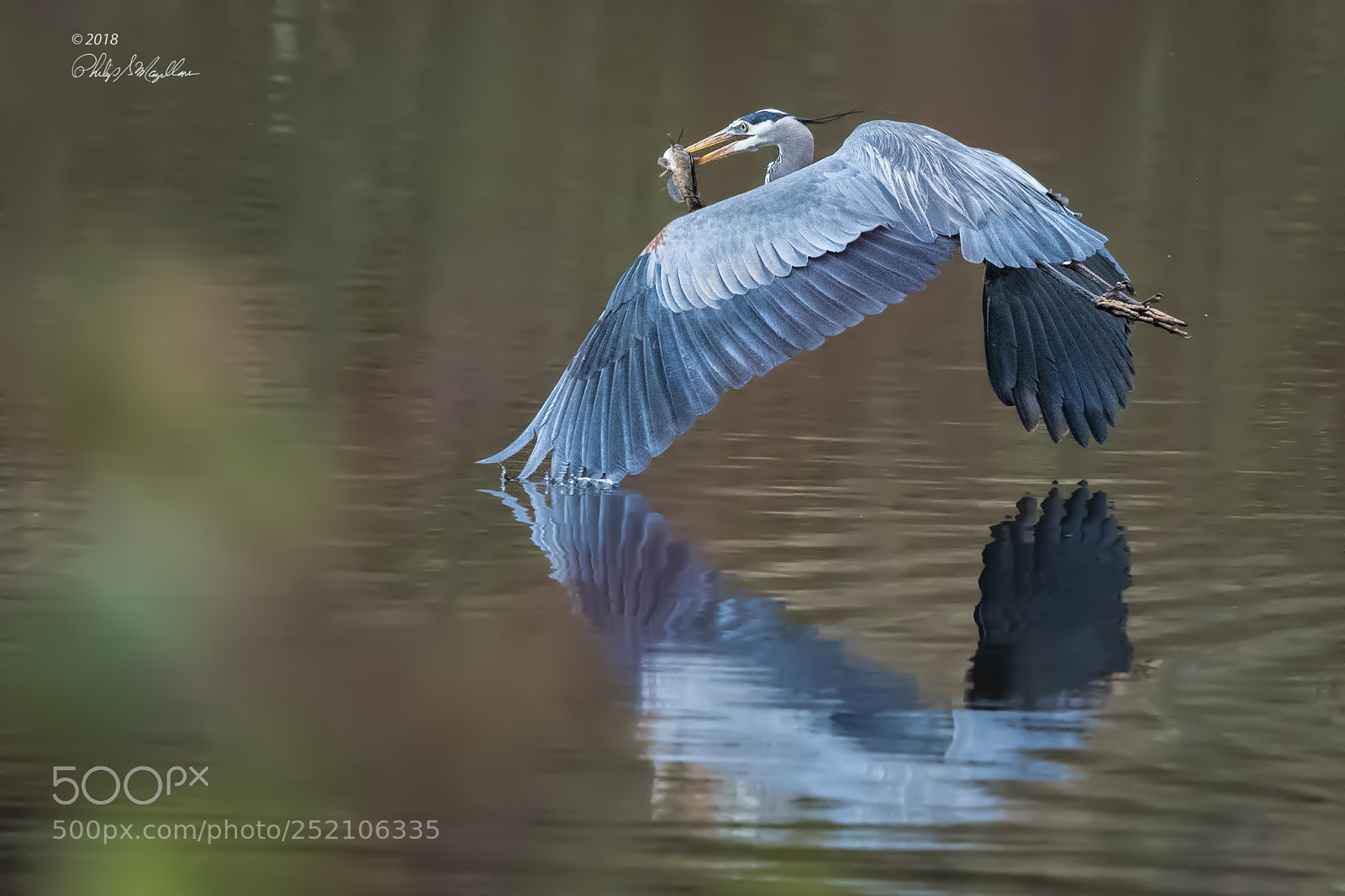 Nikon D500 sample photo. Great blue heron in photography