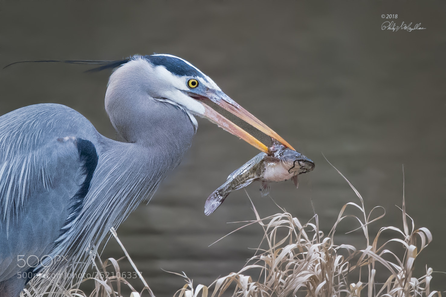 Nikon D500 sample photo. Great blue heron with photography