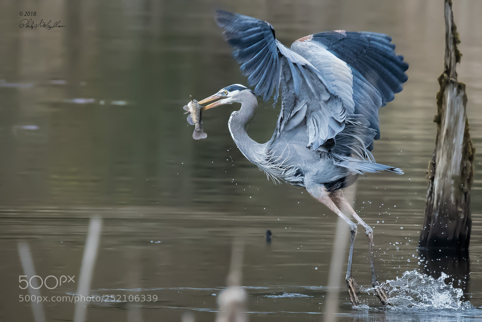 Nikon D500 sample photo. Great blue heron with photography