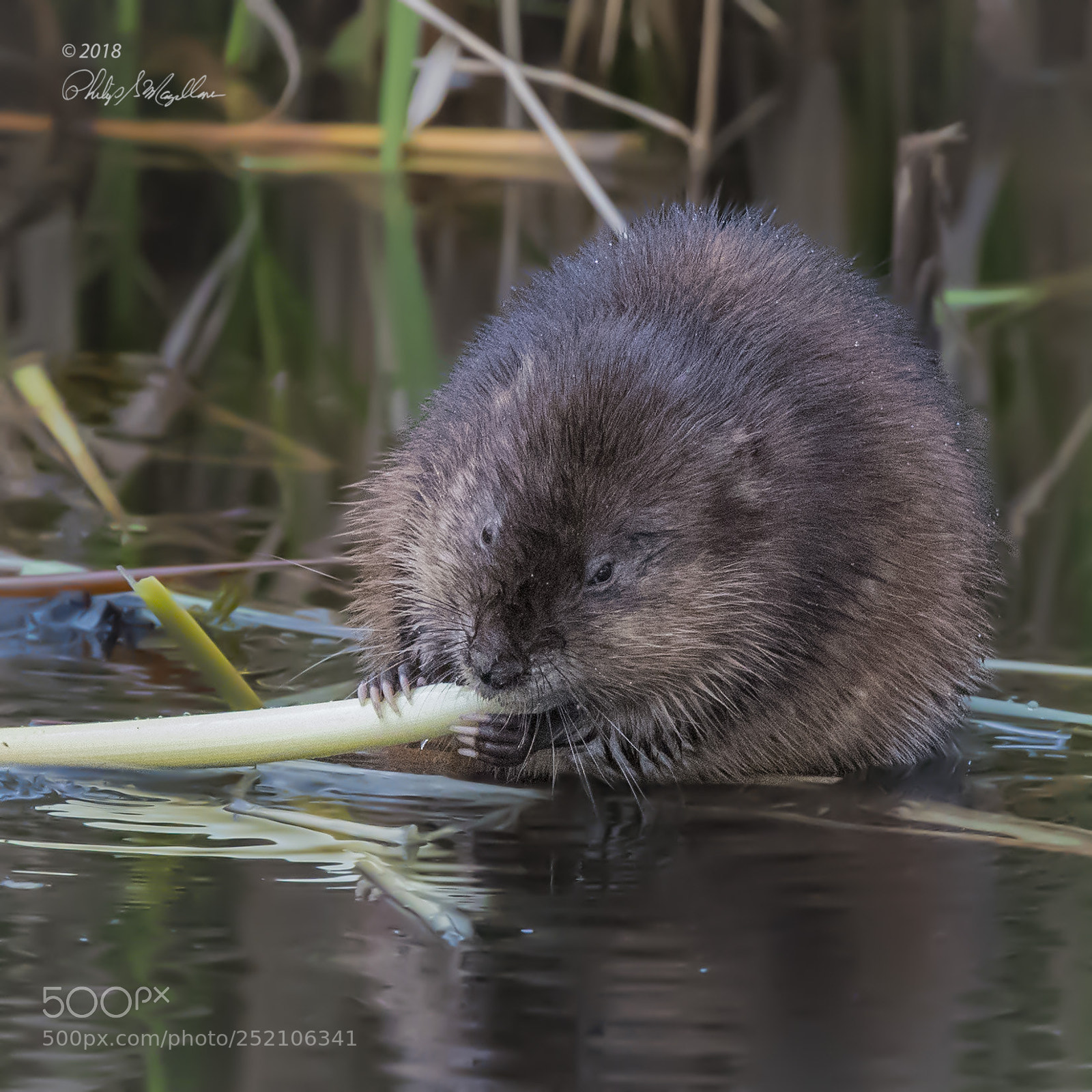 Nikon D500 sample photo. Muskrat eating reed photography