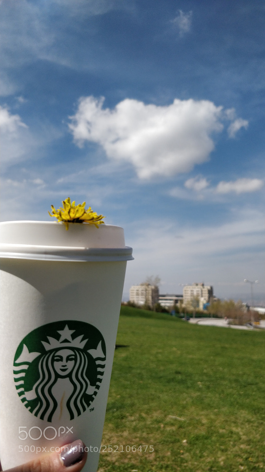 OnePlus 5 sample photo. Daisy latte photography