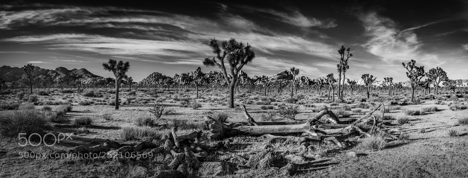 Nikon D600 sample photo. Joshua tree pano photography