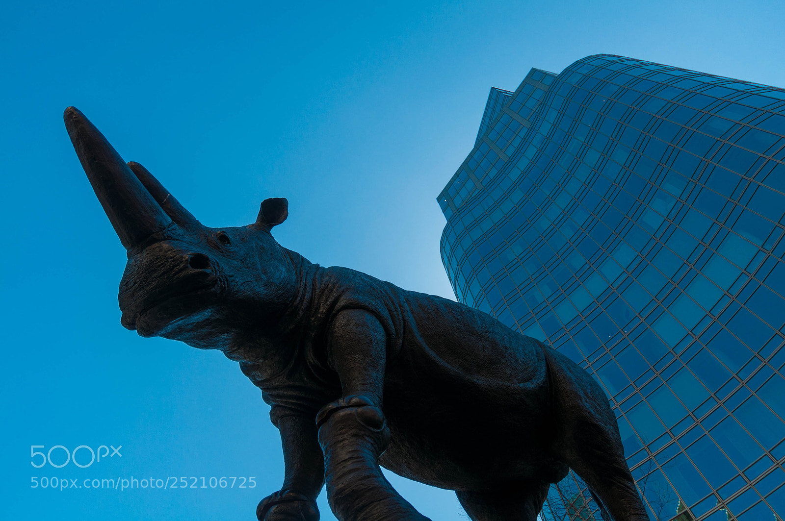 Nikon D90 sample photo. White rhino and blue photography