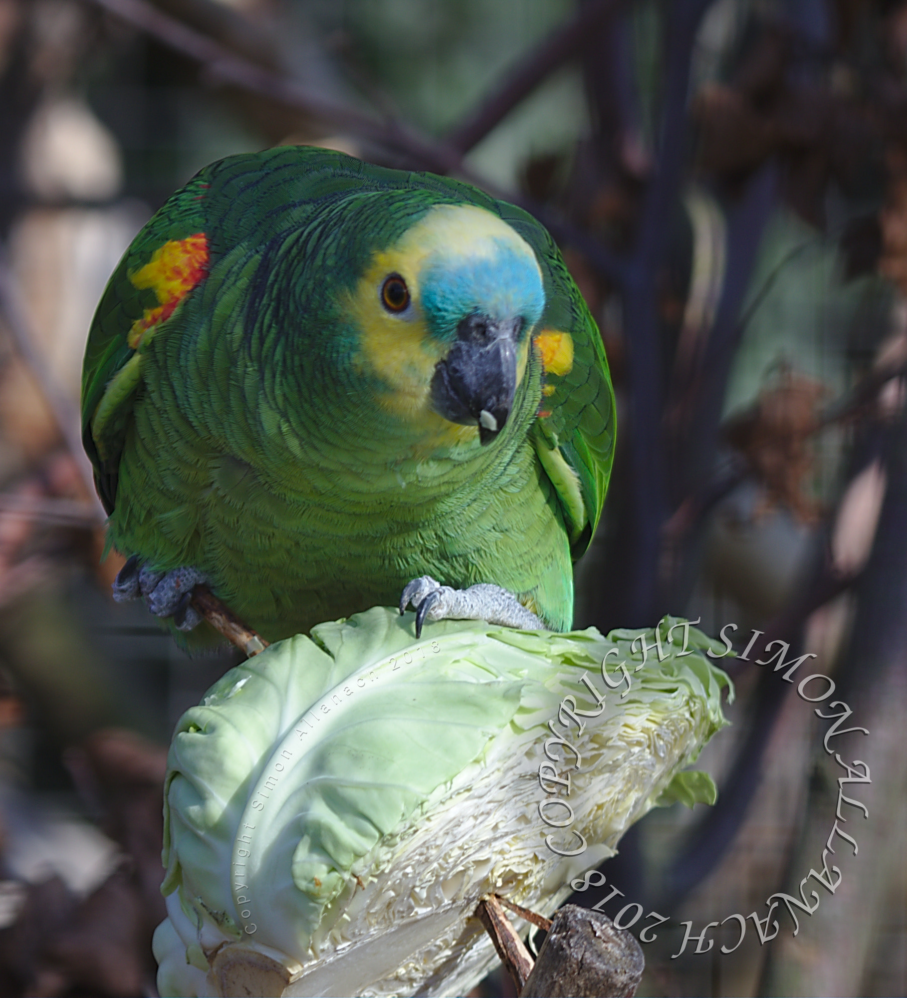 Canon EF 100-400mm F4.5-5.6L IS USM sample photo. Edited photography