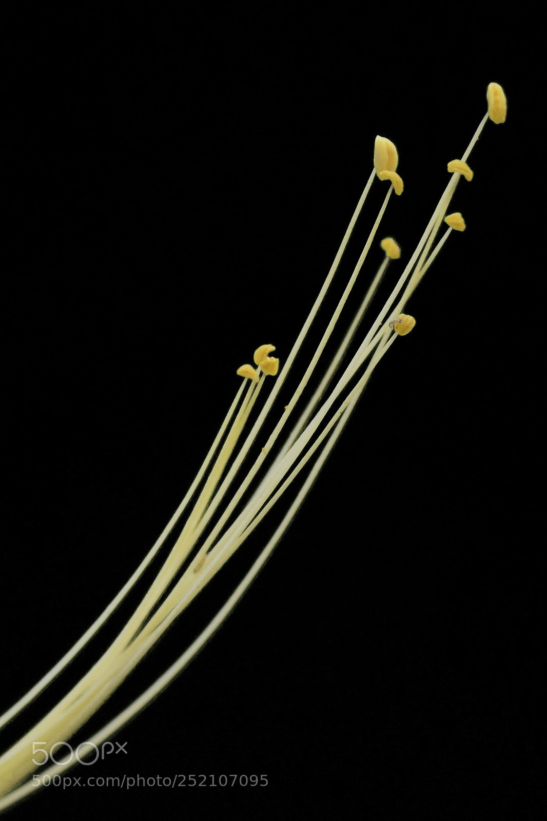 Nikon D500 sample photo. Detail of a beautiful photography