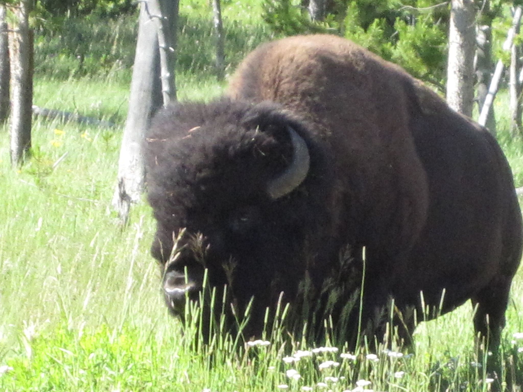 Canon PowerShot SD780 IS (Digital IXUS 100 IS / IXY Digital 210 IS) sample photo. Tatanka photography
