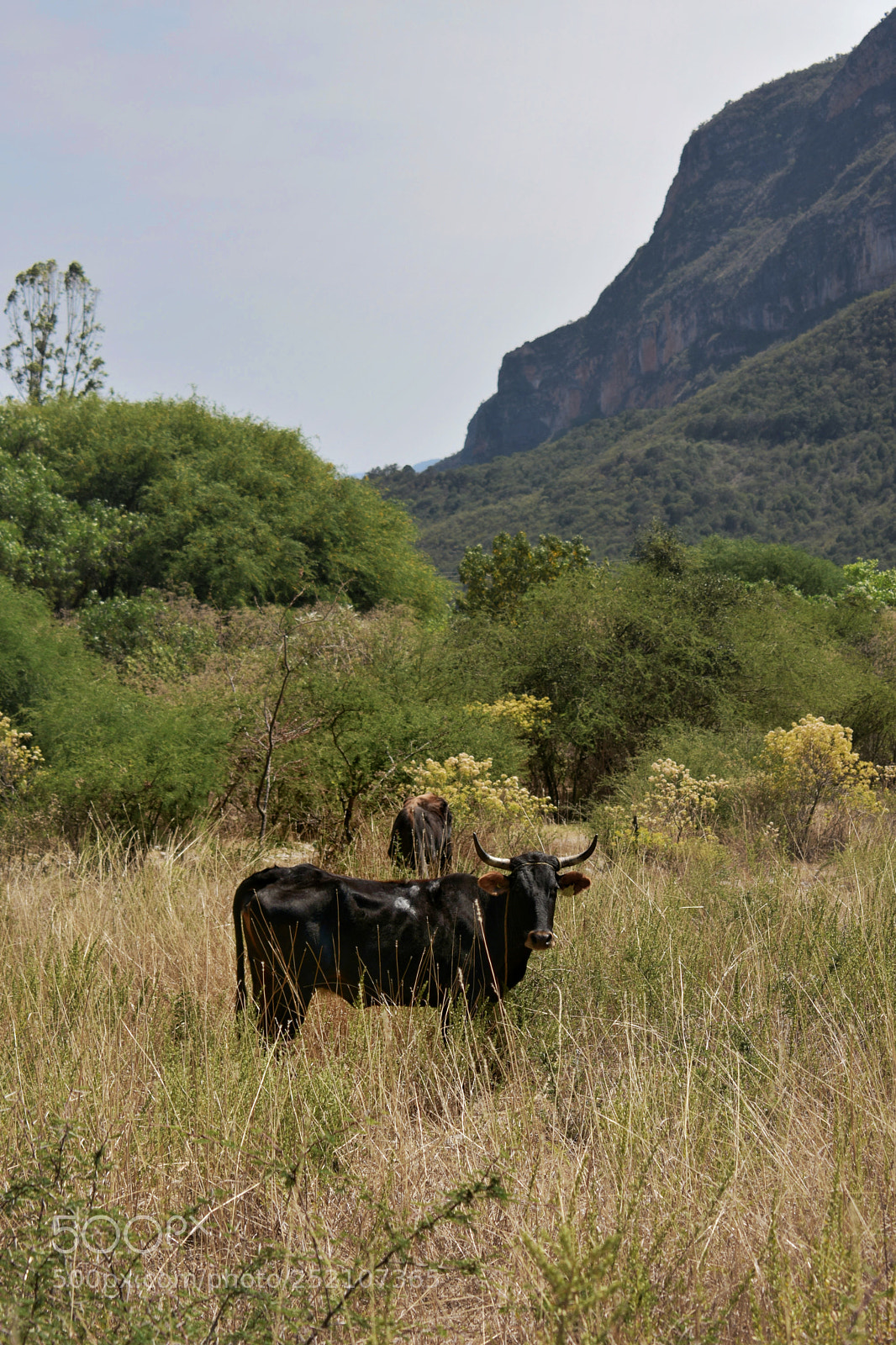 Nikon D3400 sample photo. Toro. photography