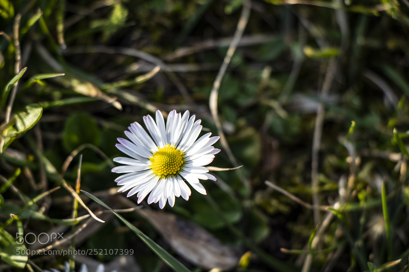 Canon EOS 77D (EOS 9000D / EOS 770D) sample photo. Spring daisy photography